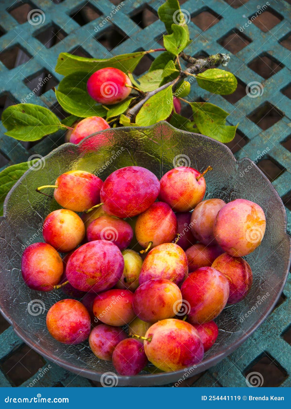 Ciruelas De Un árbol En Mi Jardín En El Norte De Inglaterra Imagen de  archivo - Imagen de belleza, perfume: 254441119