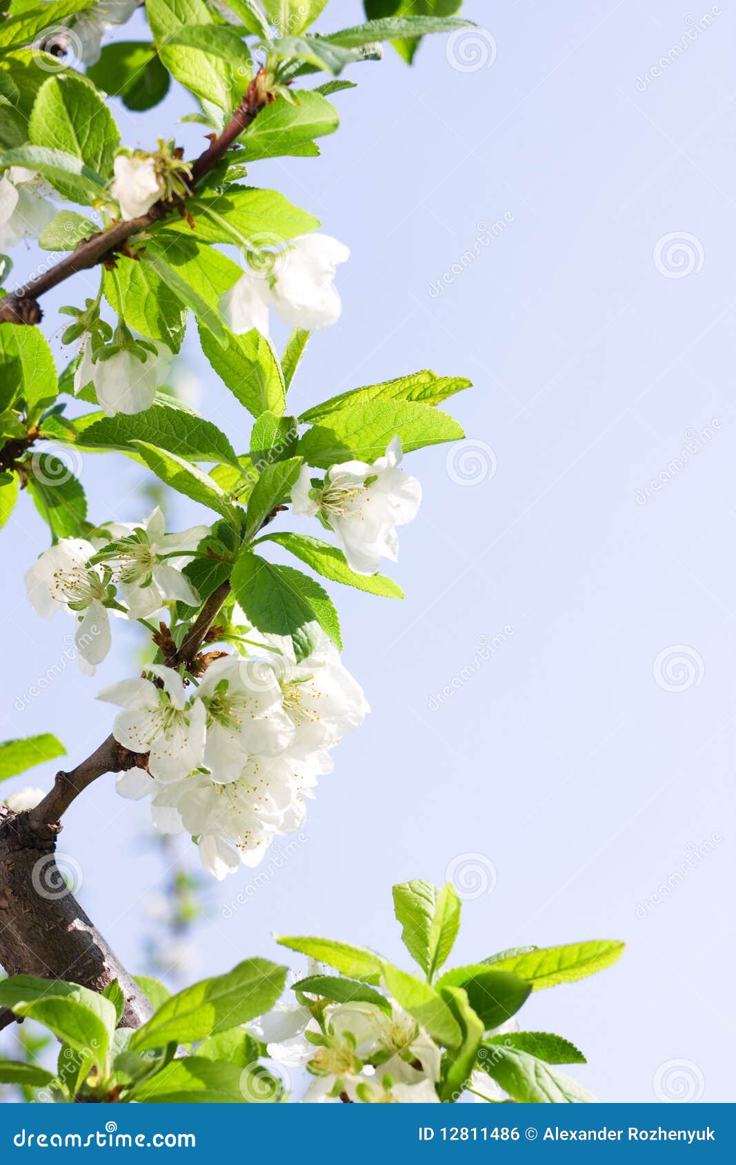 Flor de ciruelo con estampado de flores redondas Gancho de s 