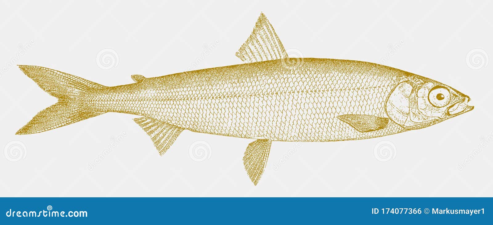 Cisco Coregonus Artedi, Freshwater Fish from North America Stock Vector -  Illustration of freshwater, tullibee: 174077366