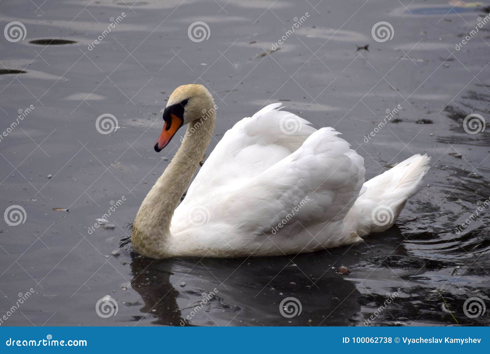 Cisne foto de stock. Imagem de alimento, nave, beleza 100062738