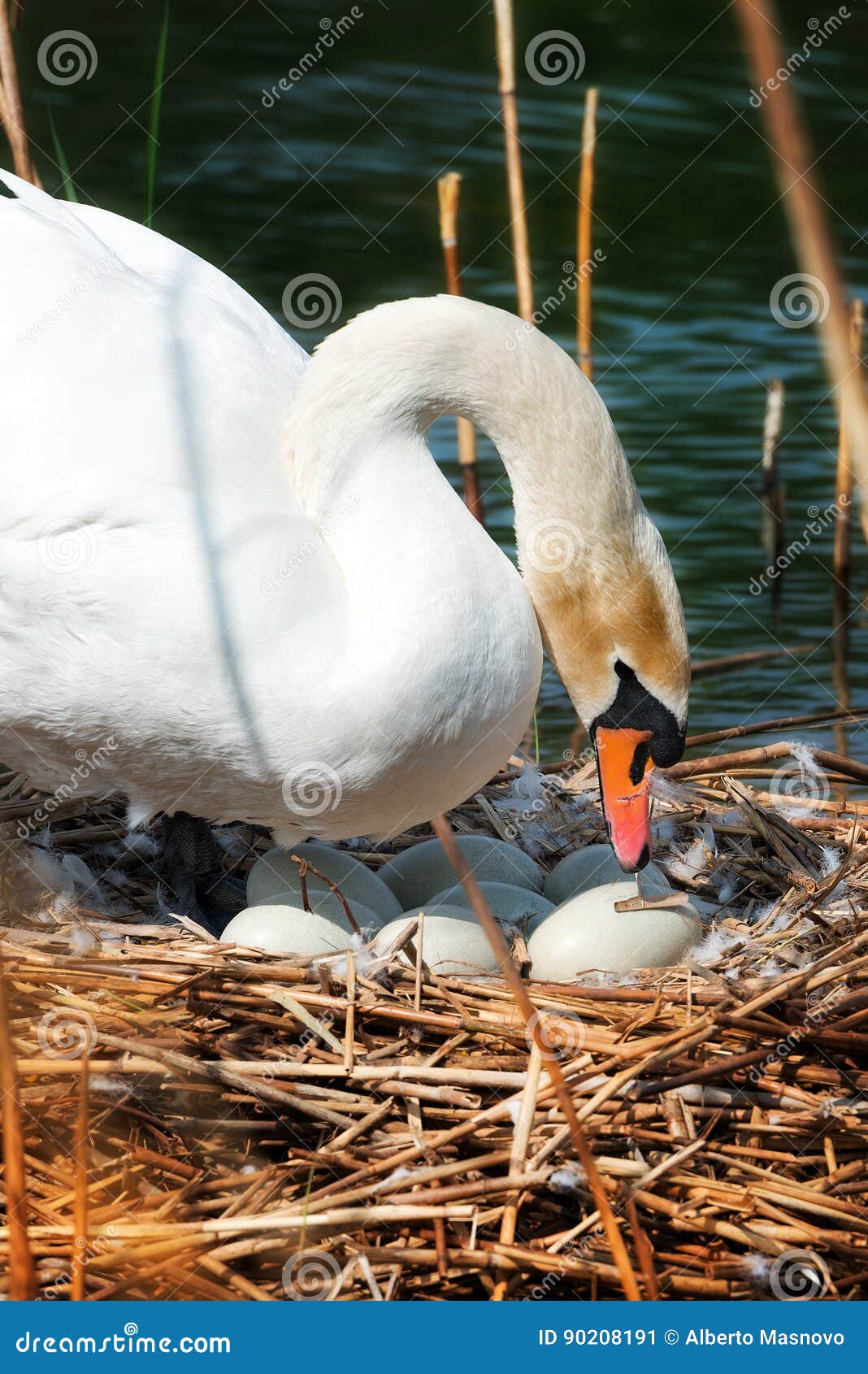 Casa Anui #4 LUXURY Copala | Cabo Dream Homes, image size:1068x1690