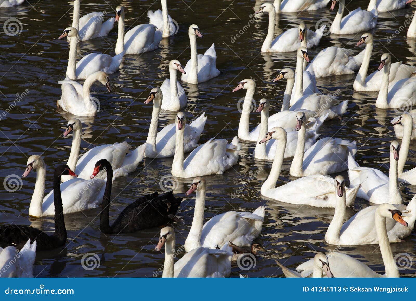 Mucho cisne blanco y negro