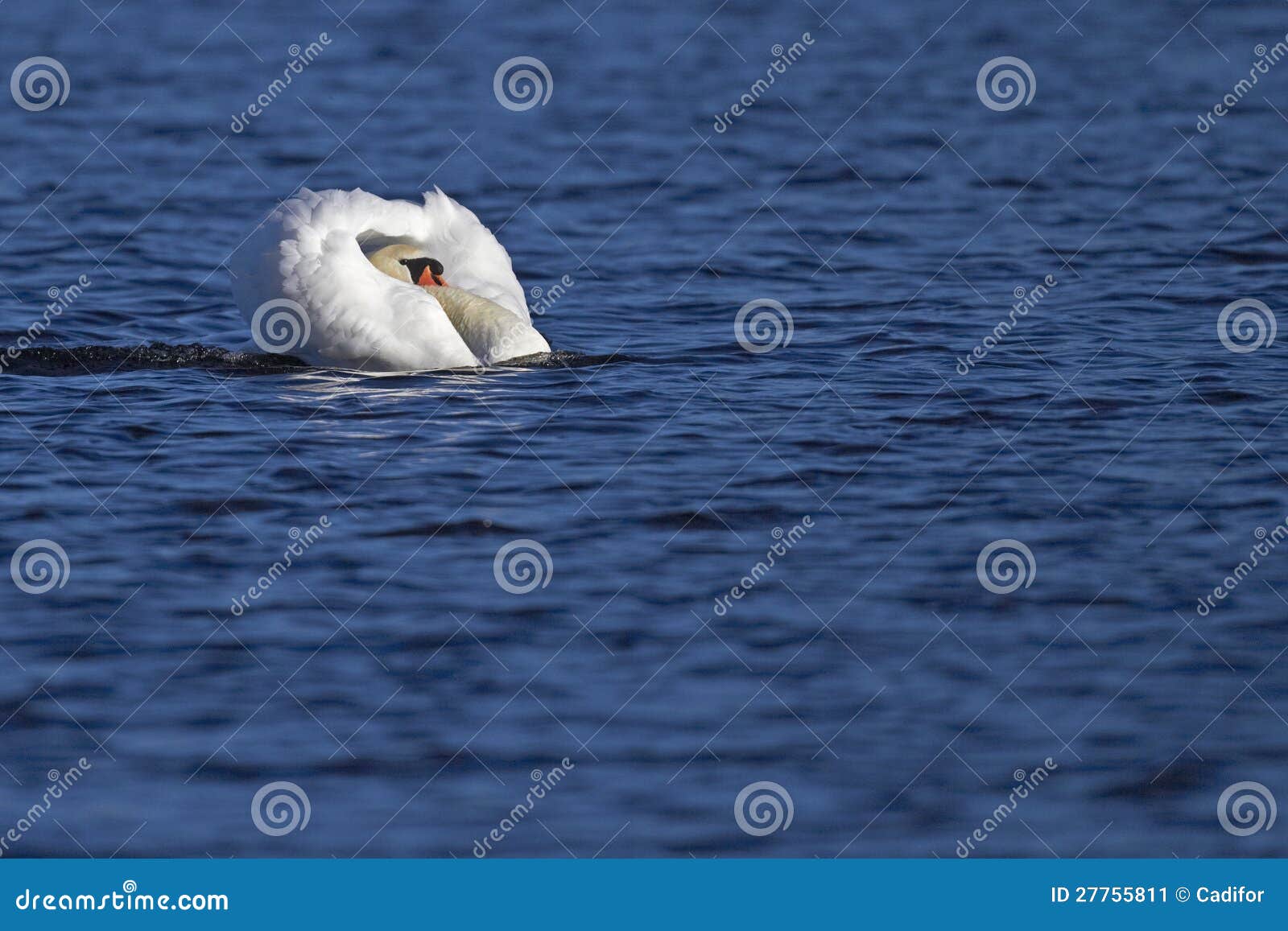 Un cisne mudo masculino en una postura threatning