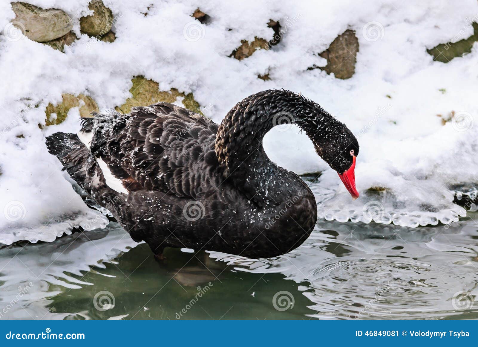 A cisne preta flutua em uma lagoa