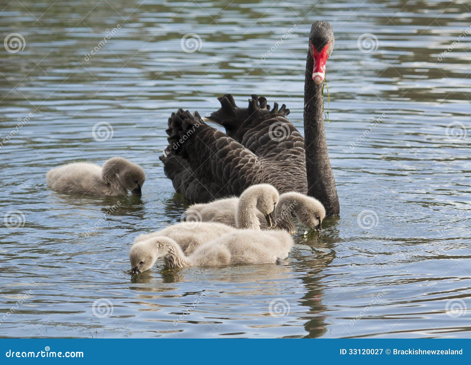 Cisnes. Cisne negro con los jóvenes.