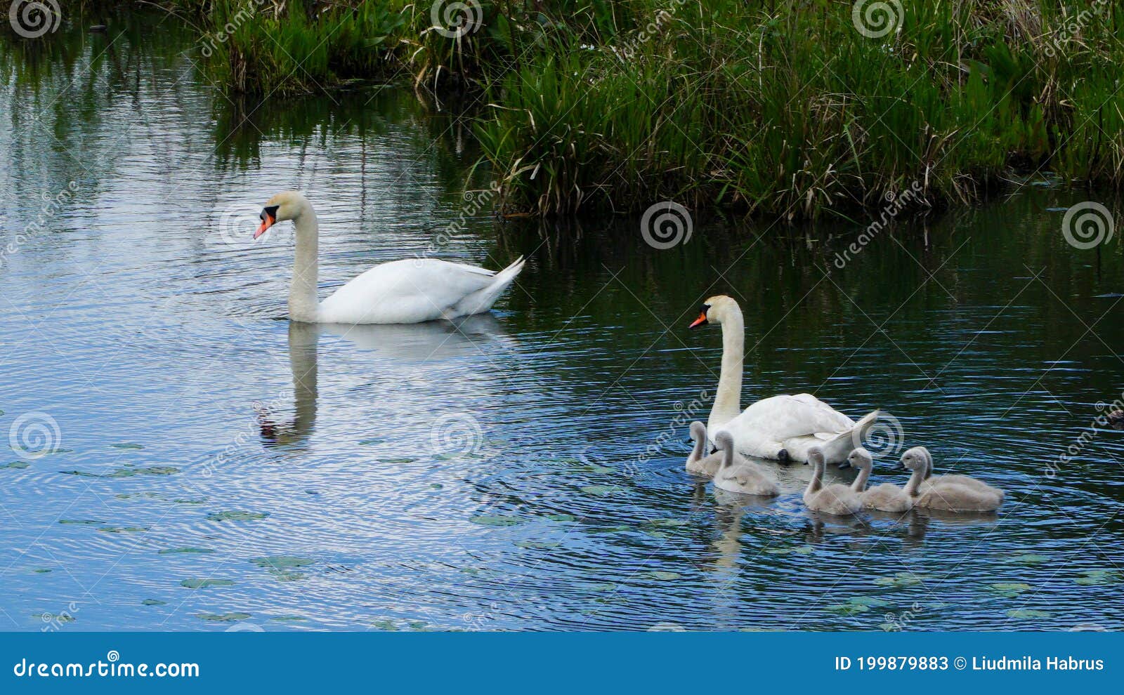 Cisnes Con Pollitos Alimentados En El Estanque Imagen de archivo