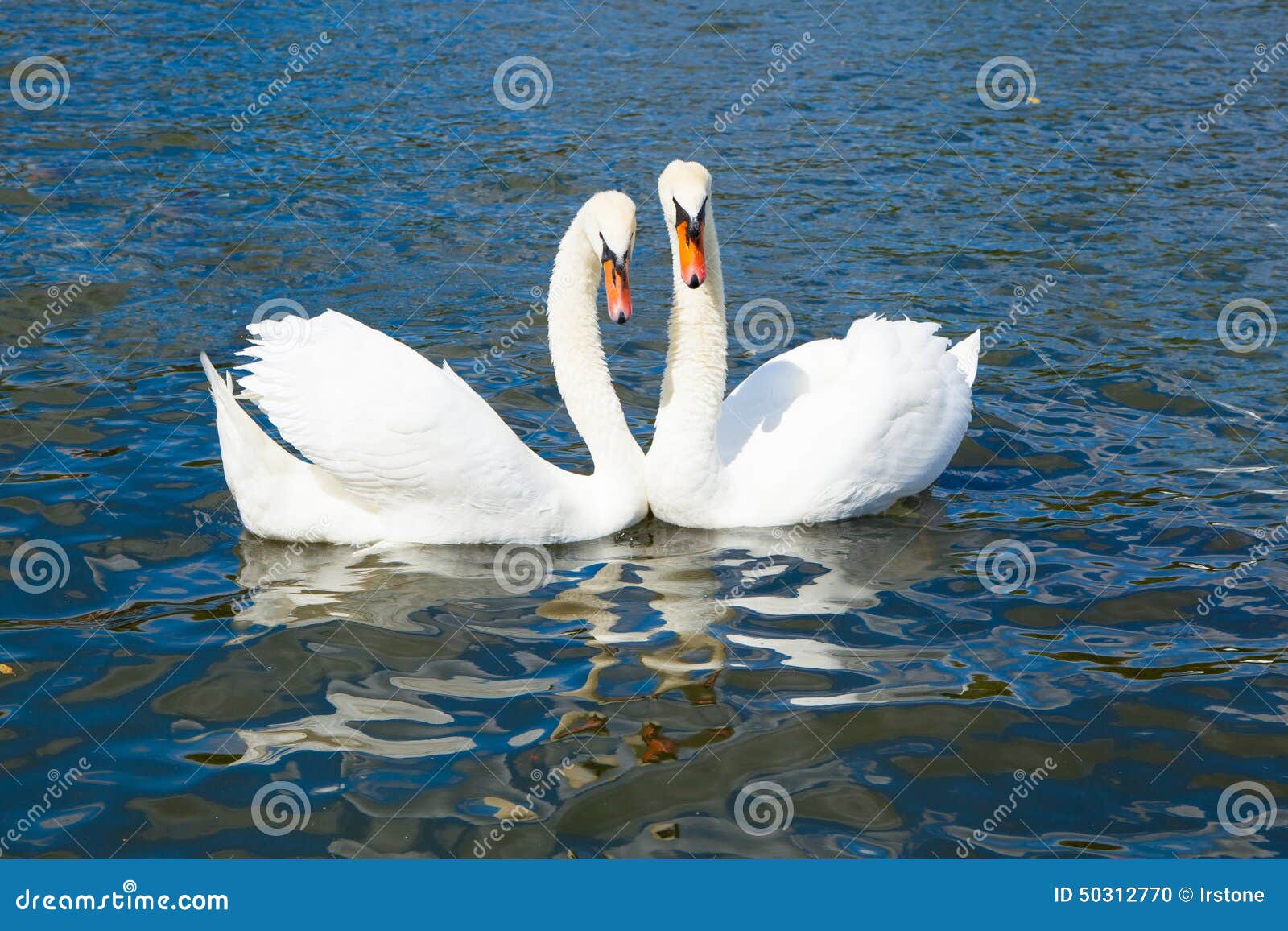 Cisnes en amor, Hyde Park Londres