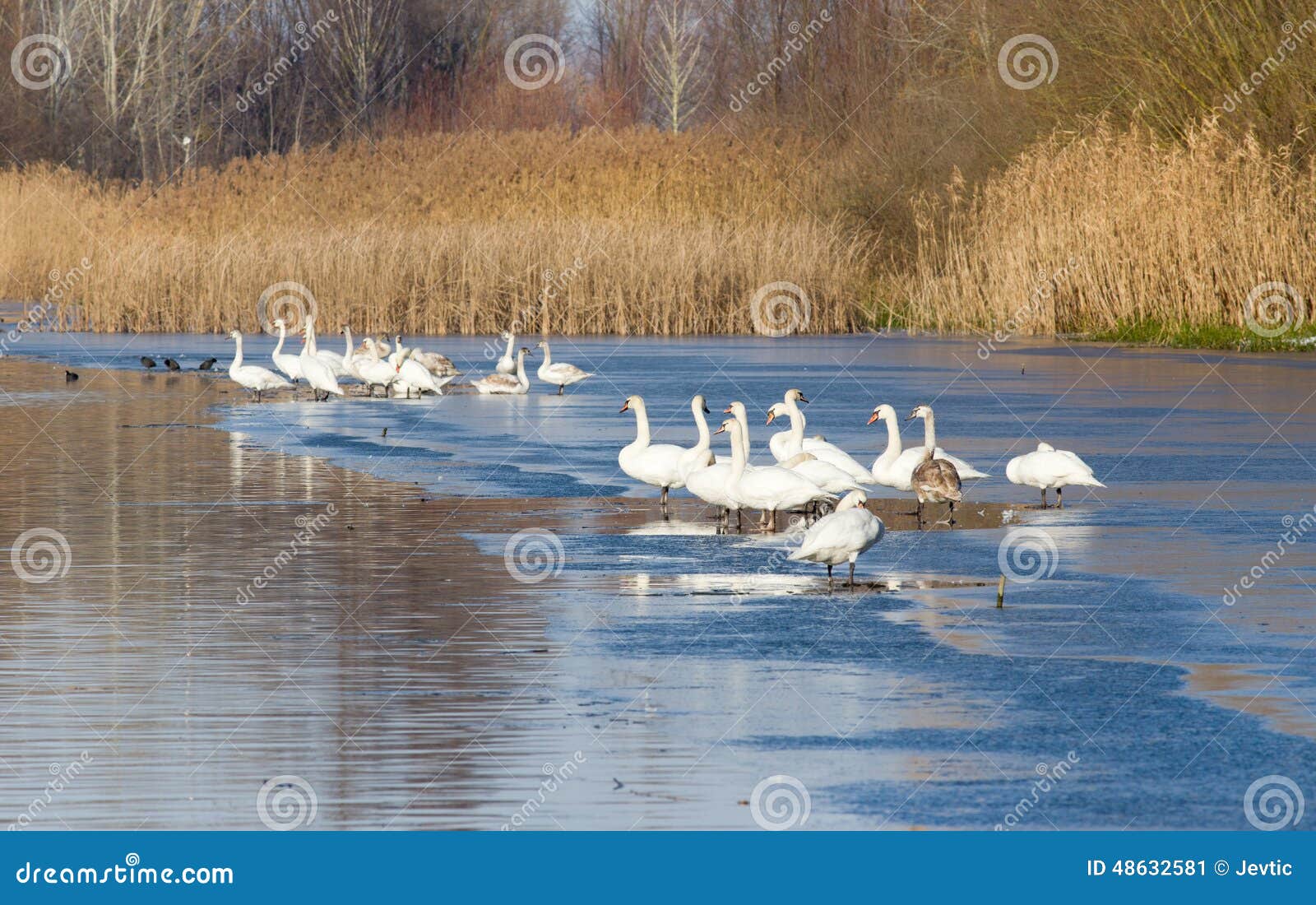 Cisnes na costa do rio. Grande grupo de cisnes que estão na costa do rio no tempo de inverno