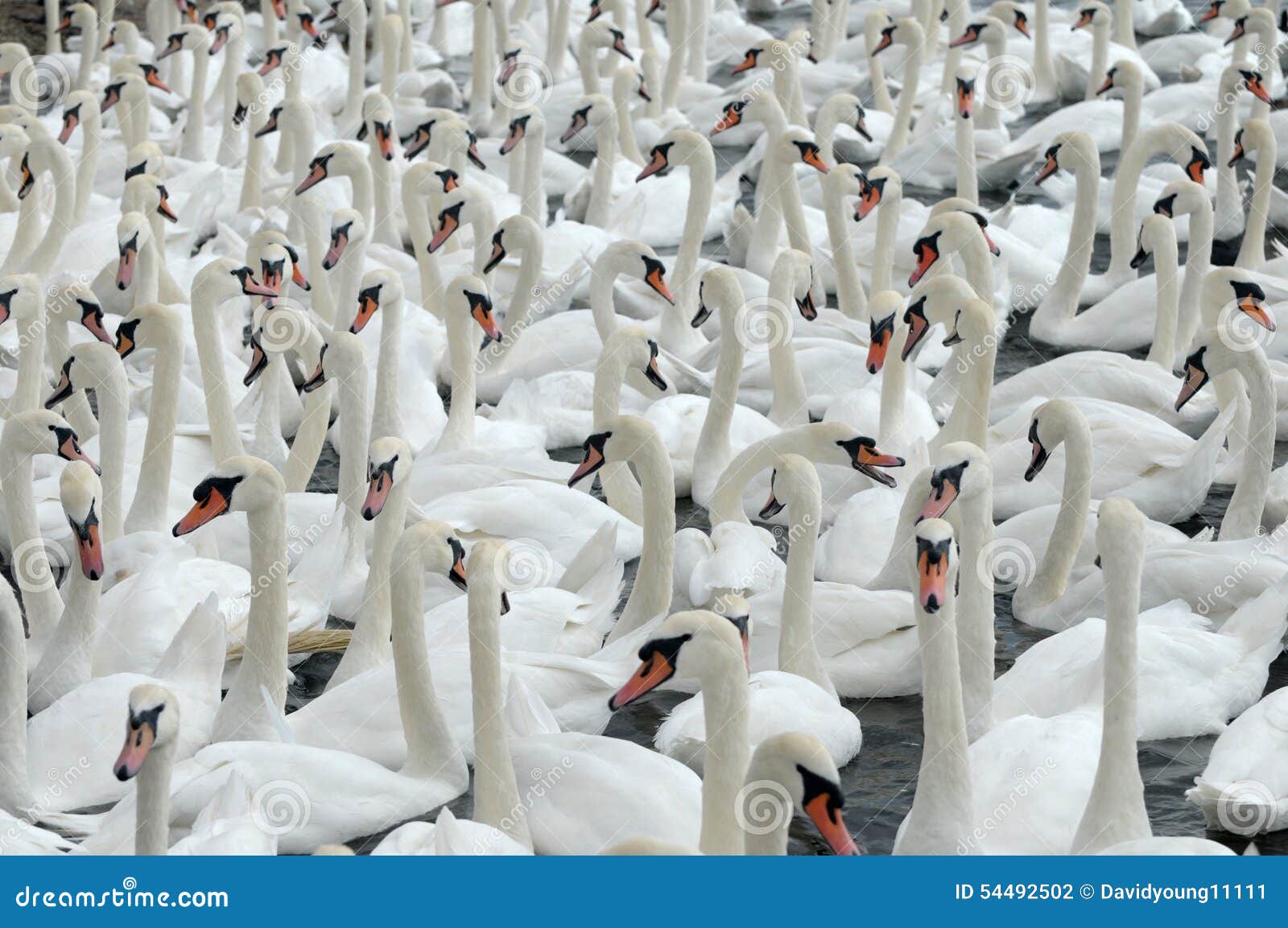 Cisnes que alimentam no Swannery de Abbotsbury em Dorset