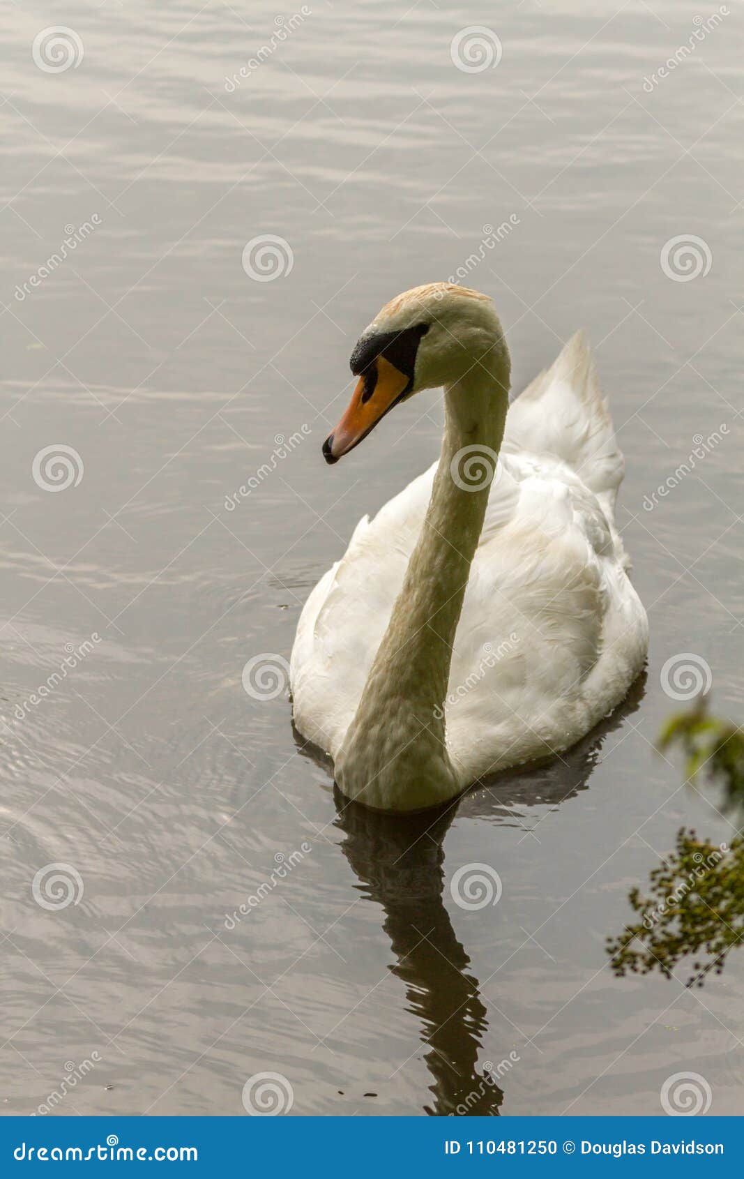Cisnes que nadan en el lago ondulado. Un cisne vio la cabeza en la natación en un lago que dejaba ondulaciones en el agua