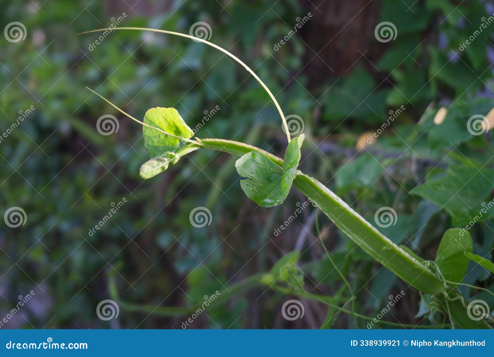 cissus quadrangularis