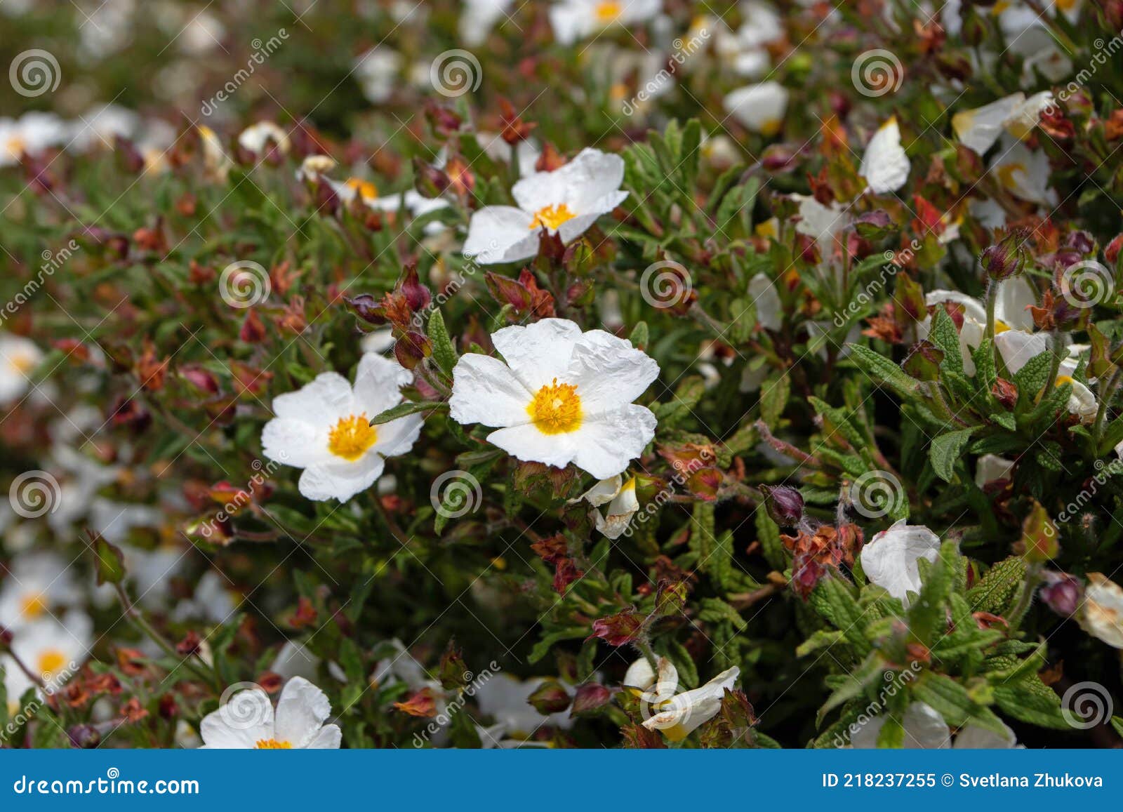 cistus salvifolius oder sageleaved rockrose white flowers