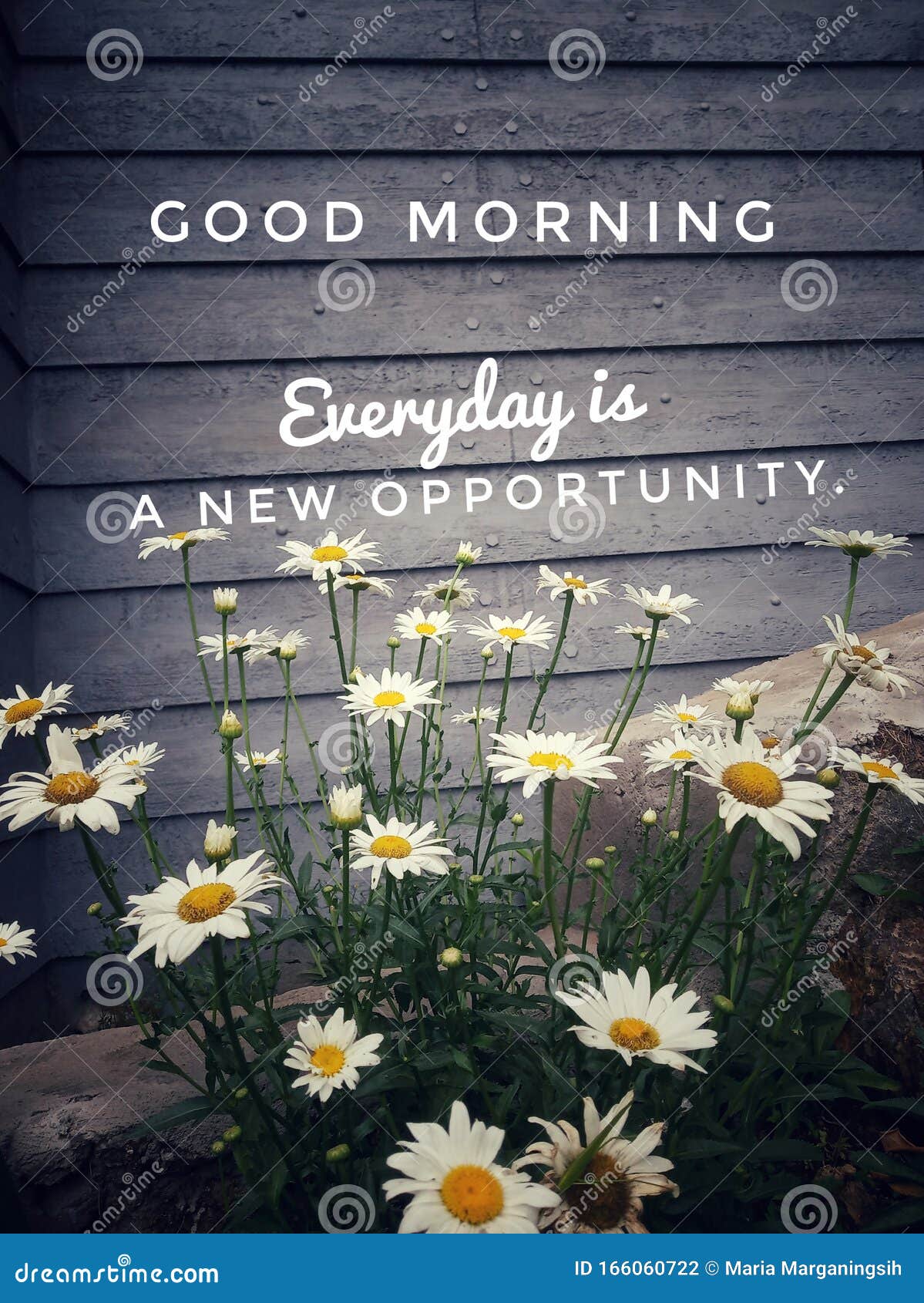 Citação Inspiradora - Bom Dia O Dia a Dia é Uma Nova Oportunidade Com Fundo De Lindas Flores Margaridas Brancas Florescem Foto de Stock - Imagem de oportunidades, naughty: 166060722 Citação Inspiradora - Bom Dia O Dia a Dia é Uma Nova Oportunidade Com Fundo De Lindas Flores Margaridas Brancas Florescem Foto de Stock - Imagem de oportunidades, naughty: 166060722