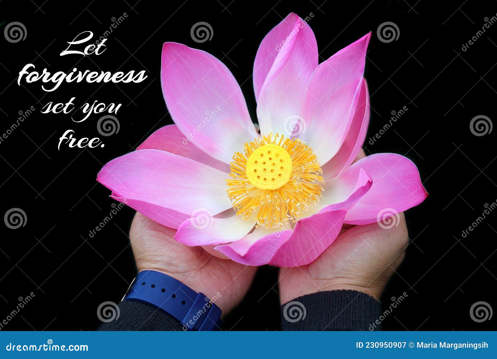 Citation Inspirante Laissez Pardon Vous Liberer Avec Une Femme Tenant Une Fleur De Lotus Rose Fleurit Dans Les Mains Sur Fond Noi Image Stock Image Du Main Cartes