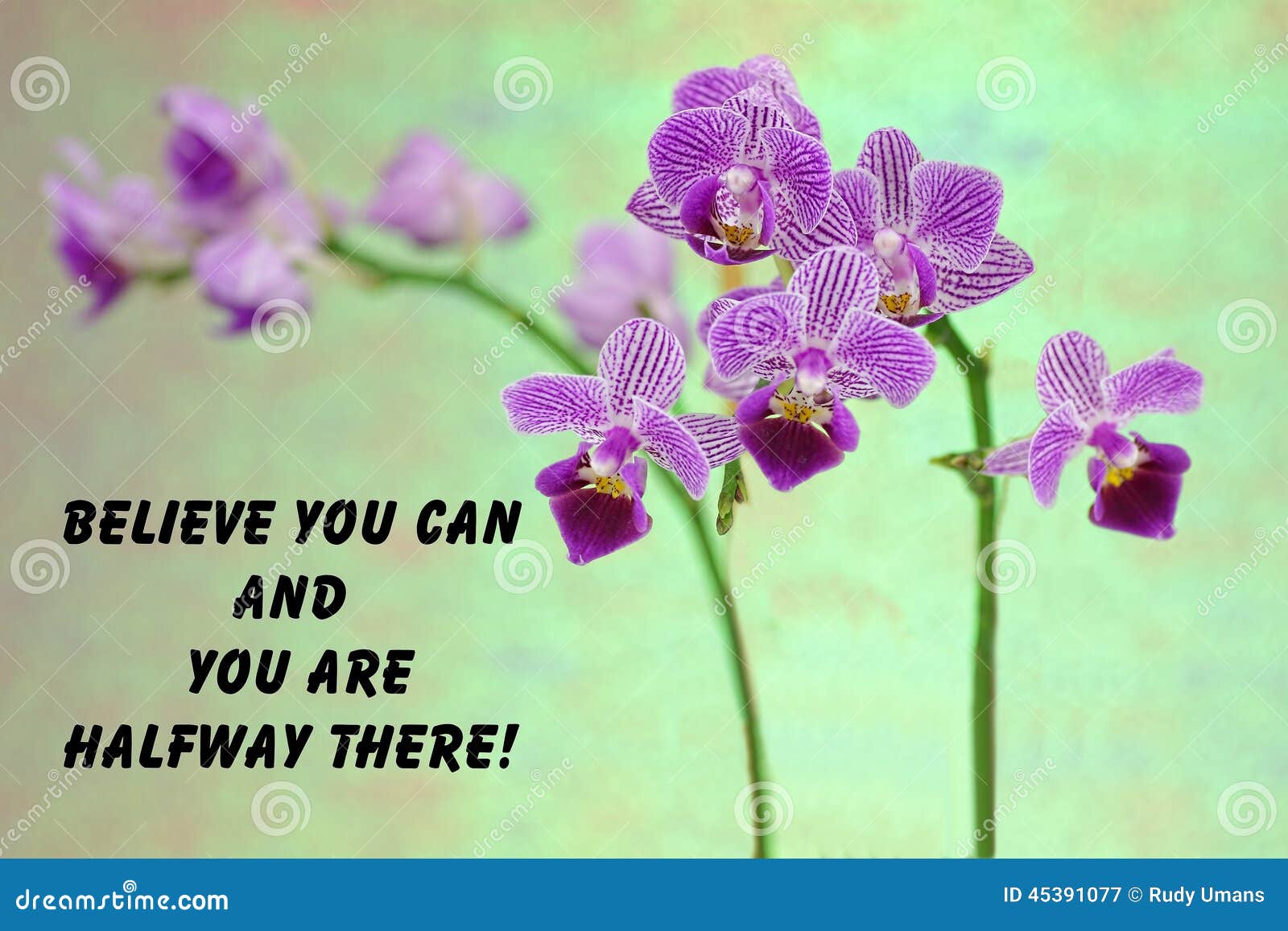 Citation Pourpre D Orchidee Image Stock Image Du Guillemet Motivational