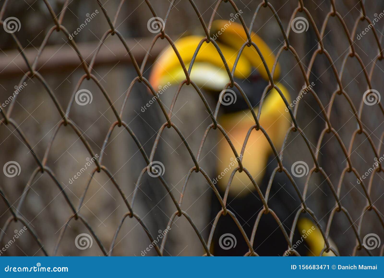 cites animal,hornbill bird,hornbill in a cage