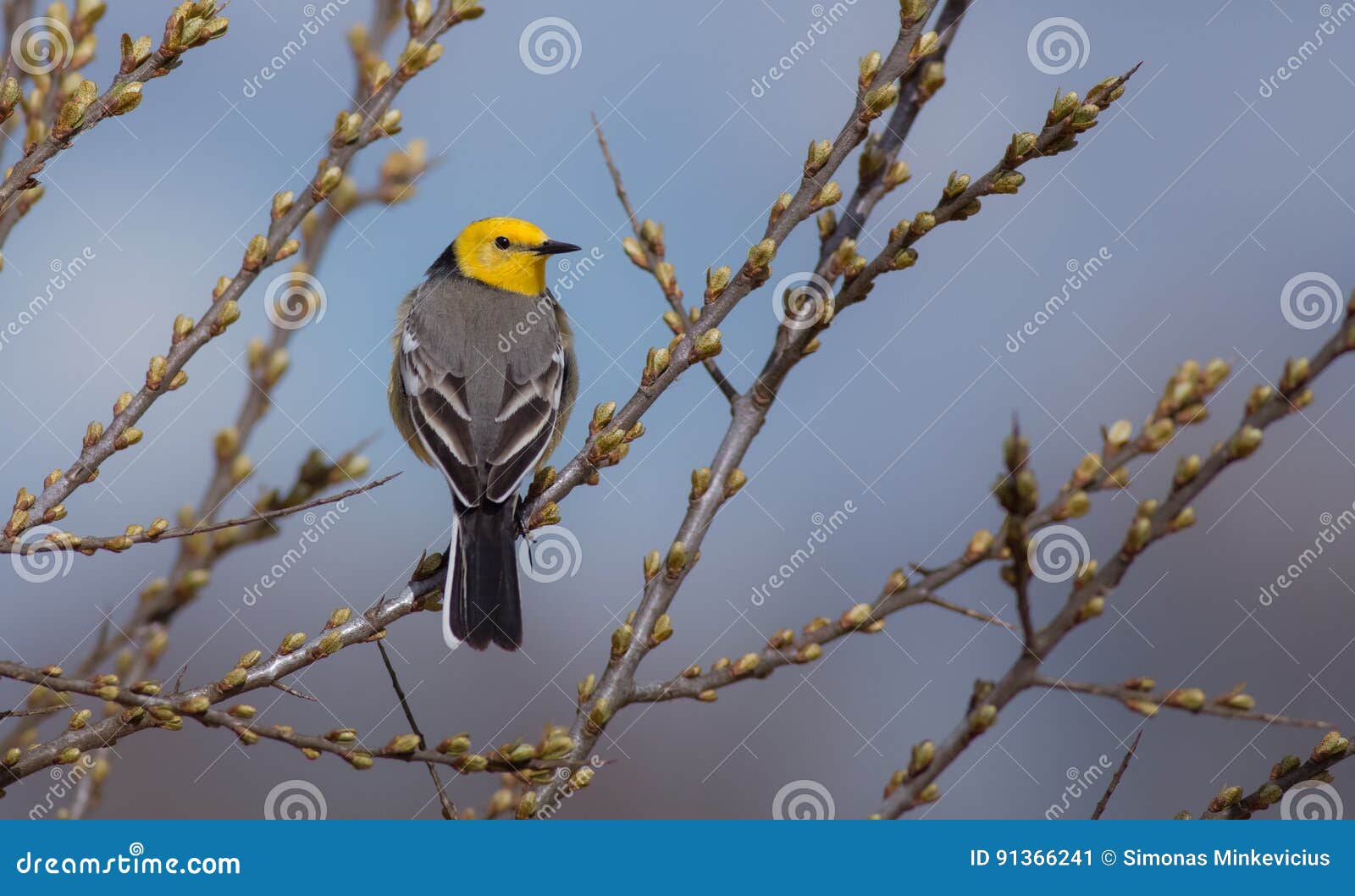 citrine wagtail - motacilla citreola - male