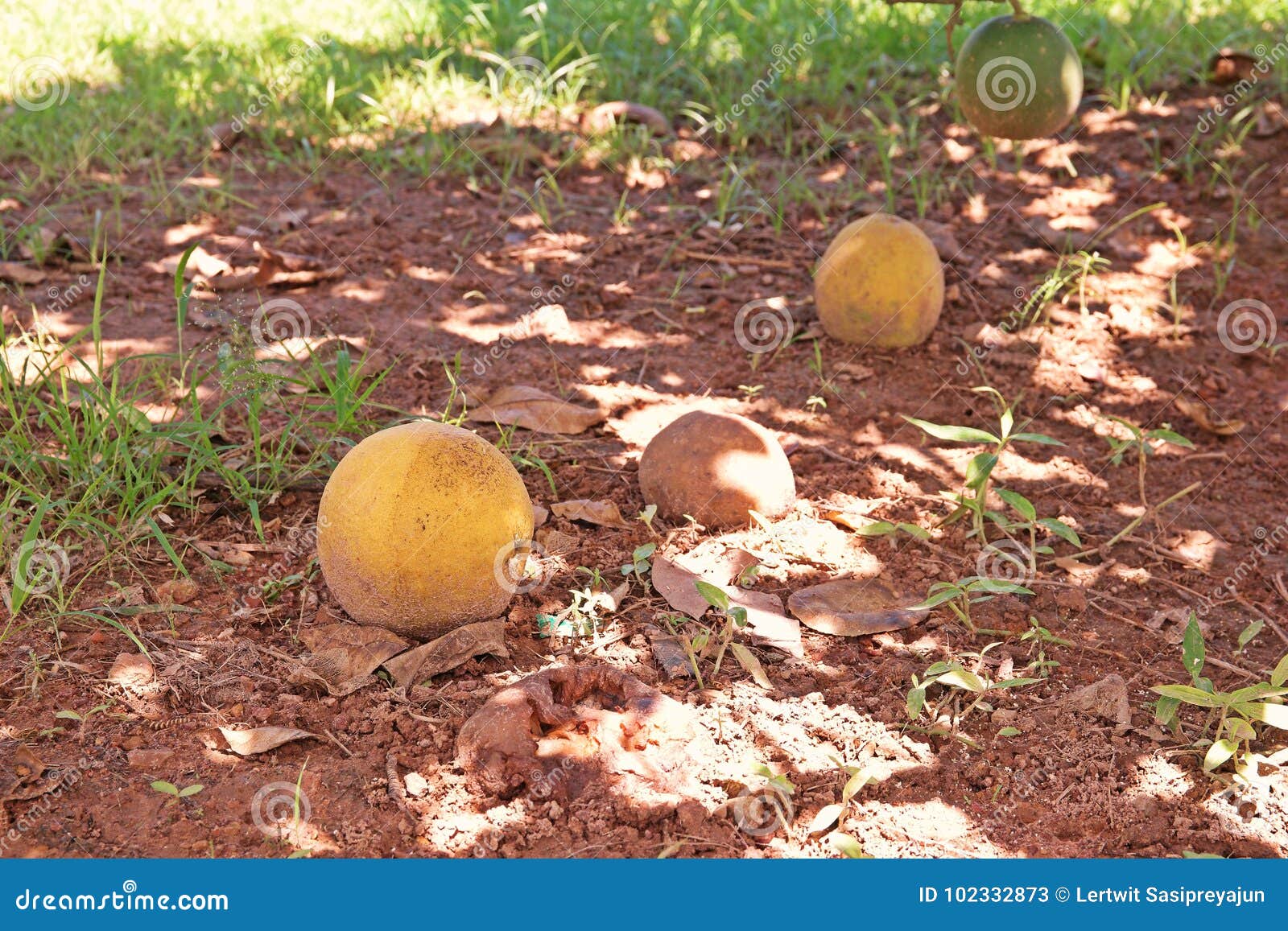 Citron Fruit, Large Fragrant Citrus Fruit with a Thick Rind Stock Image
