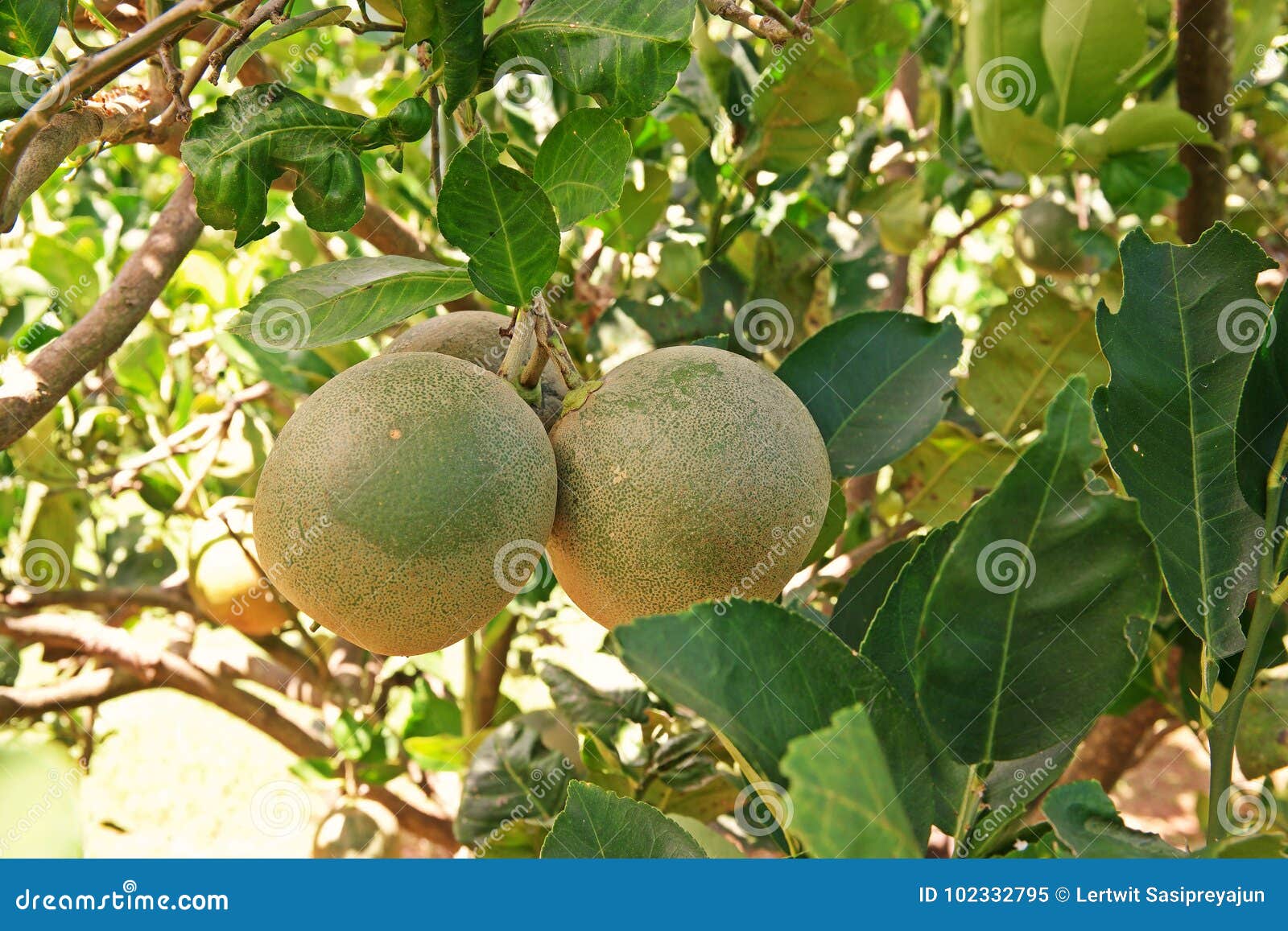 Citron Fruit Large Fragrant Citrus Fruit with a Thick Rind Stock Image Citron Fruit Large Fragrant Citrus Fruit with a Thick Rind Stock Image