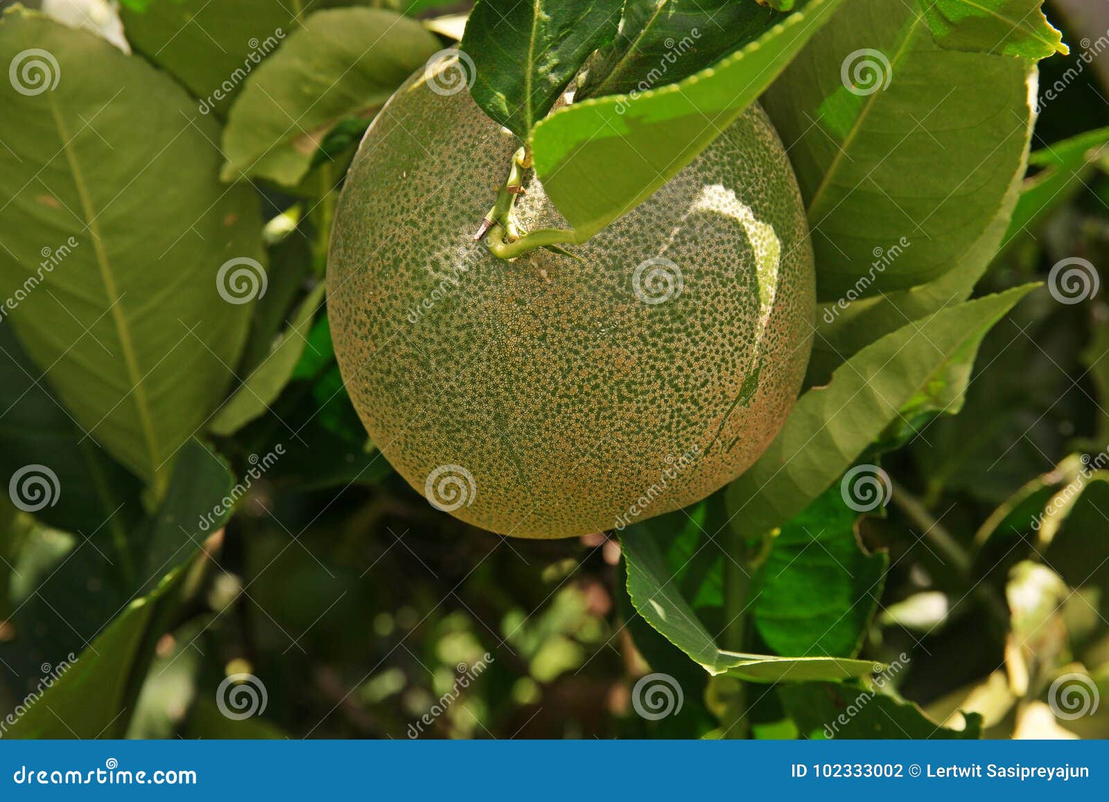 Citron Fruit Large Fragrant Citrus Fruit with a Thick Rind Stock Photo Citron Fruit Large Fragrant Citrus Fruit with a Thick Rind Stock Photo