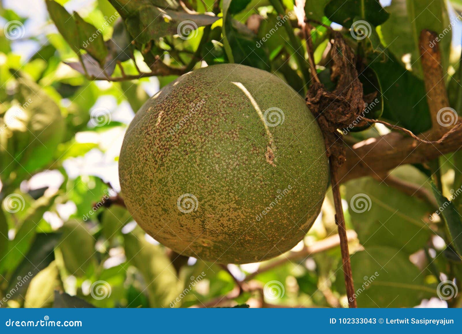 Citron Fruit, Large Fragrant Citrus Fruit with a Thick Rind Stock Image