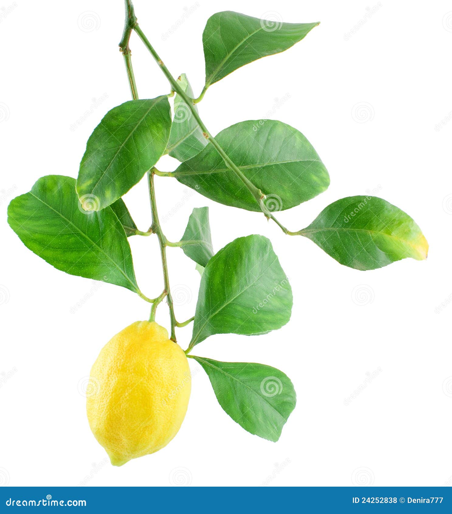 Citron Sur Un Branchement Avec Des Lames Photo Stock Image Du