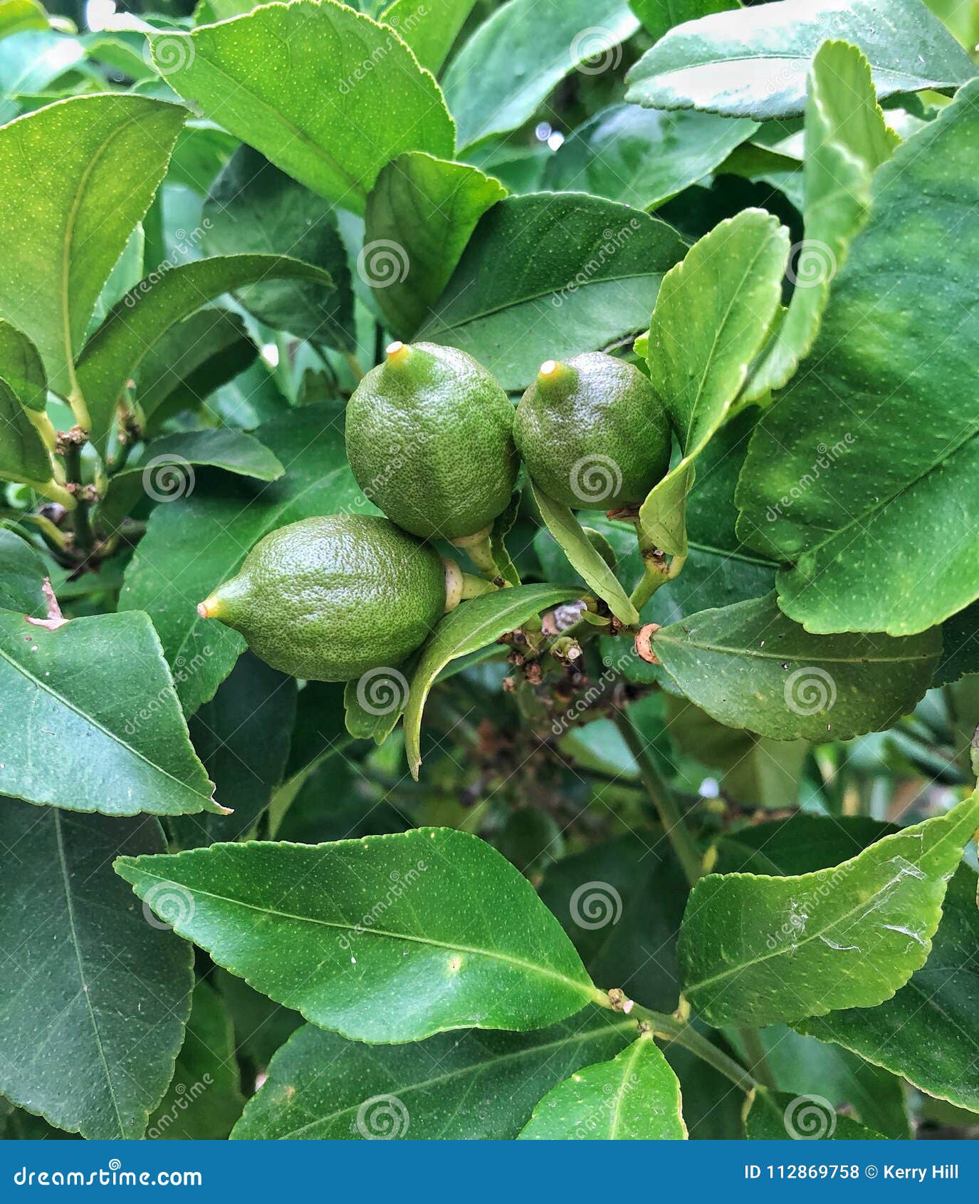 Citrons Verts De Bebe Sur Le Citronnier Photo Stock Image Du Vert Citrons Citrons Verts De Bebe Sur Le Citronnier Photo Stock Image Du Vert Citrons