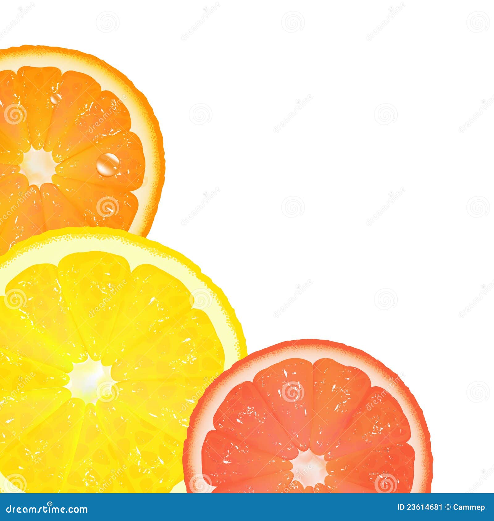 Citrus, Isolated On White Background, Vector Illustration