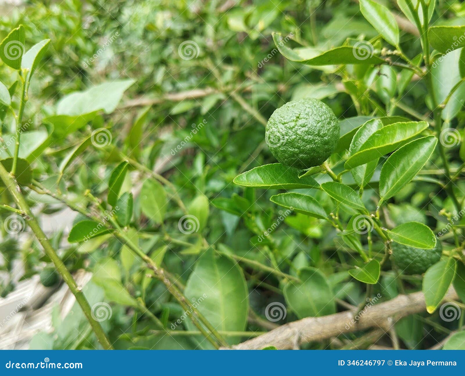 citrus amblycarpa or lime on the tree. food ingredient, vegetarian cuisine, organic farm plant