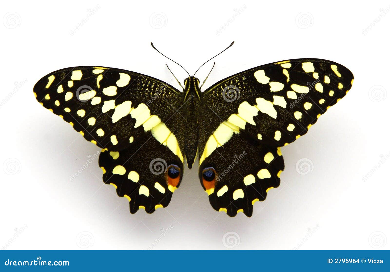 Citrus Butterfly (Centre) stock photo. Image of head, white 2795964