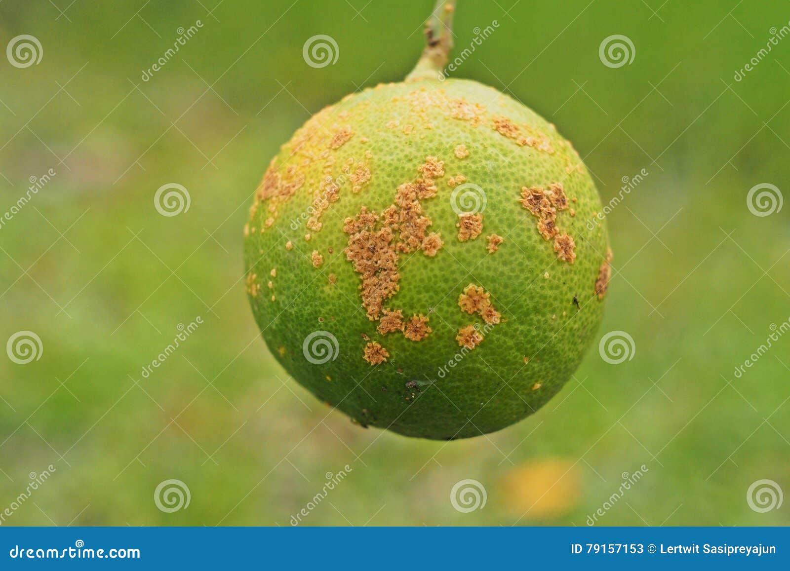Citrus Disease,citrus Canker, Stock Image Image of lime, tree 79157153