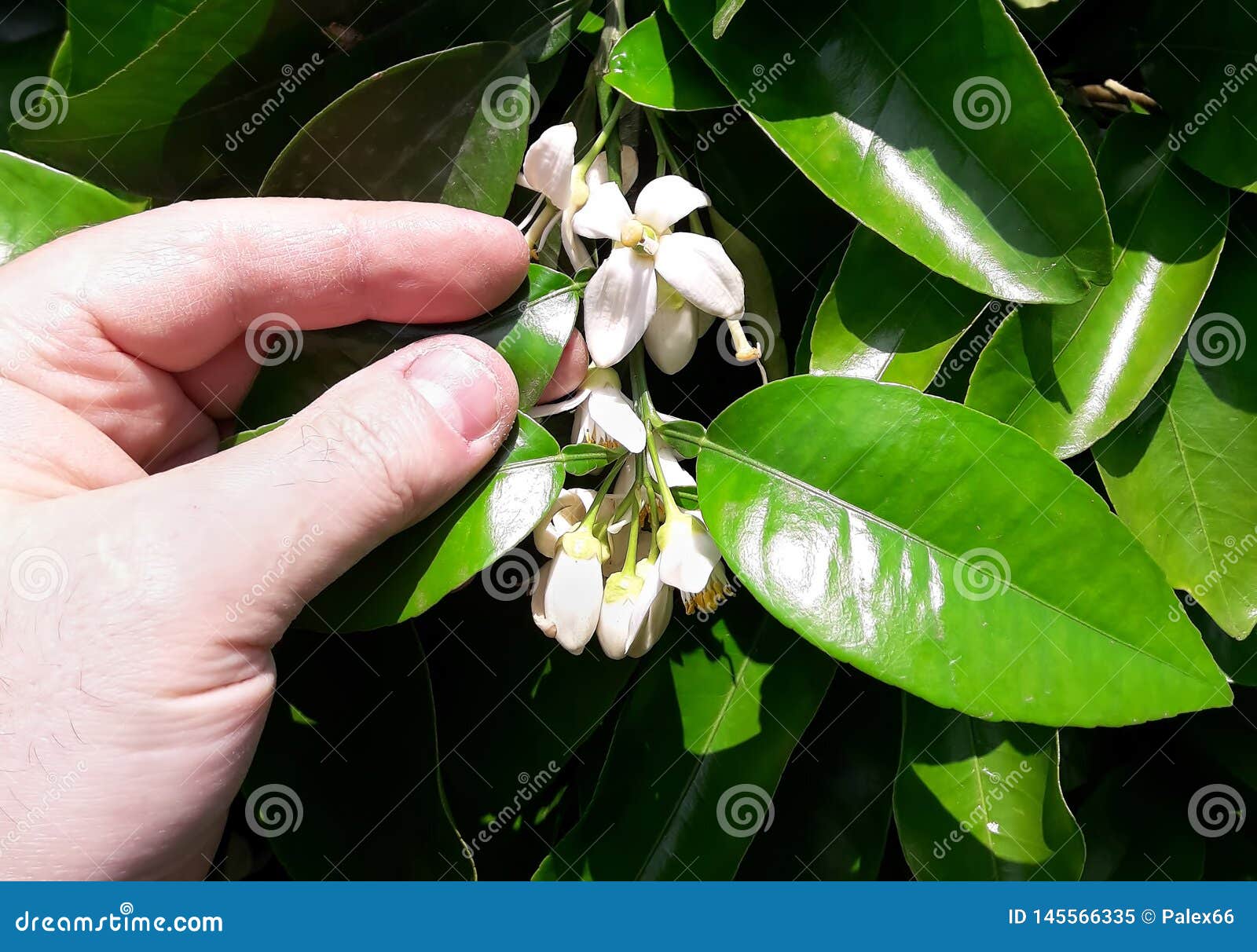 Citrus flowers on the tree stock image. Image of leaf 145566335