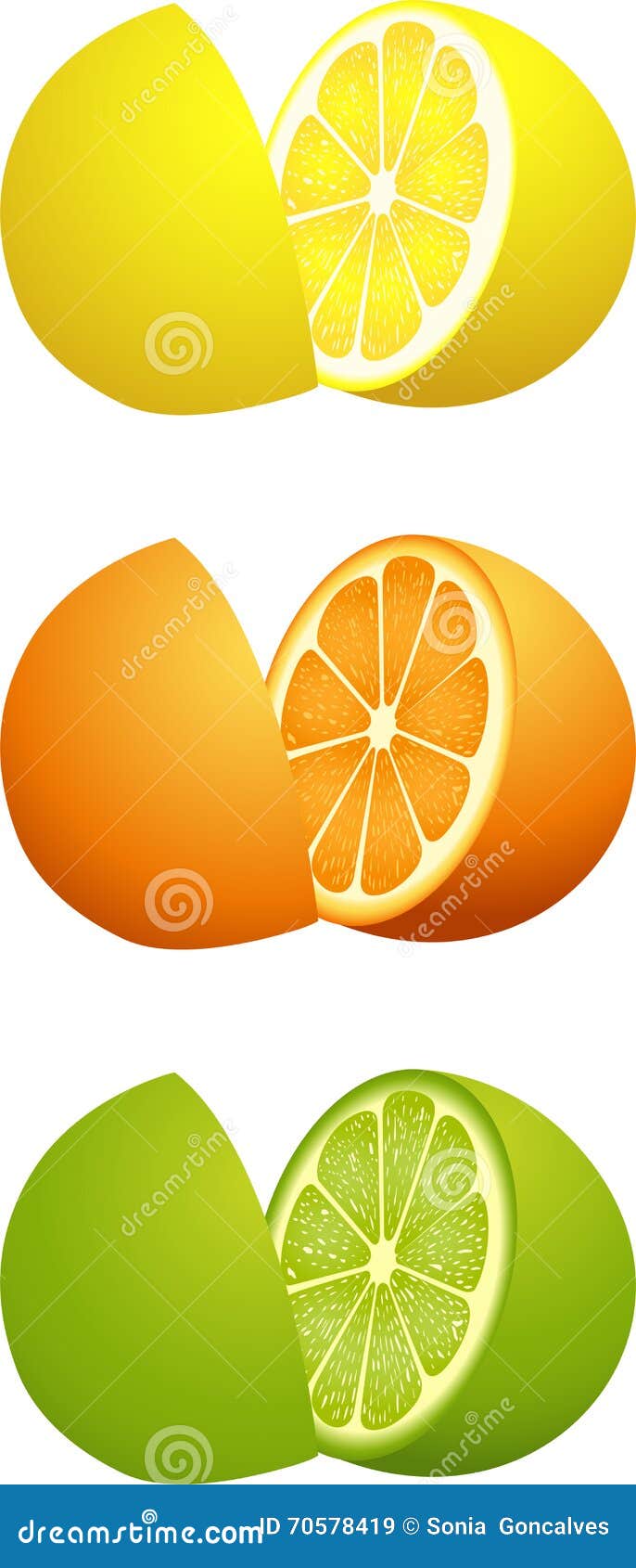 Citrus fruit cut in half stock vector. Illustration of vegetarian