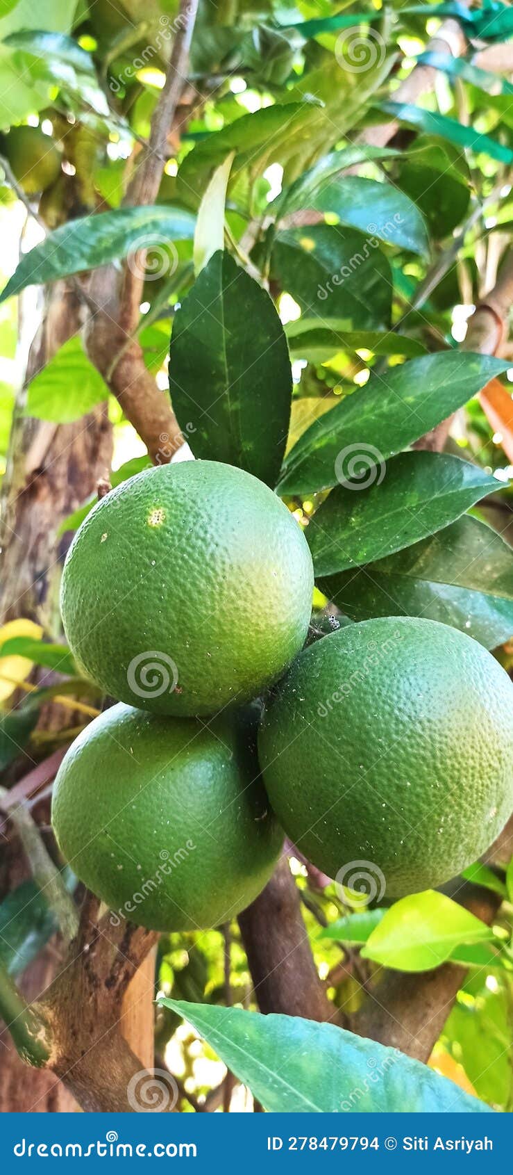 Citrus Fruit that Grows in the Yard Looks Tempting Stock Photo Image