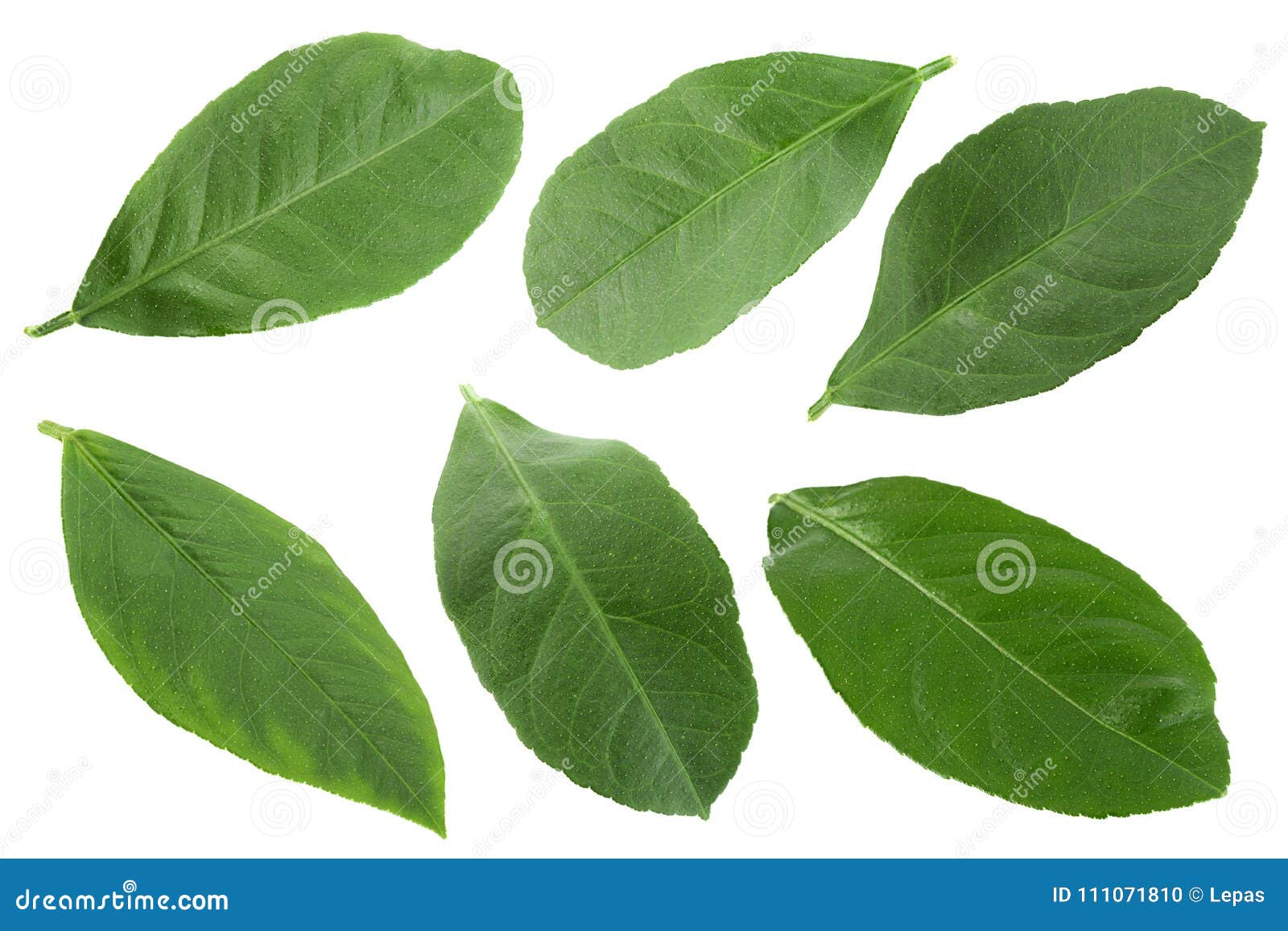 Citrus Fruit Leaf Collection Stock Photo Image of plant, color 111071810