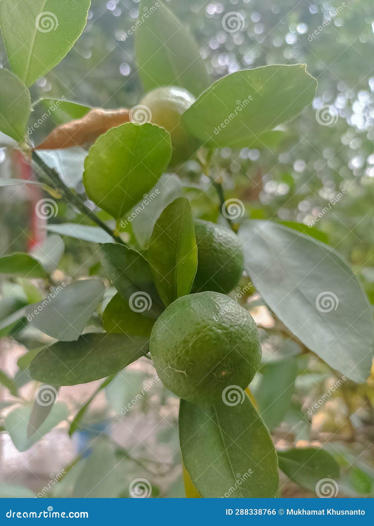 Citrus Fruits on an Orange Tree Ready for Picking Stock Photo Image
