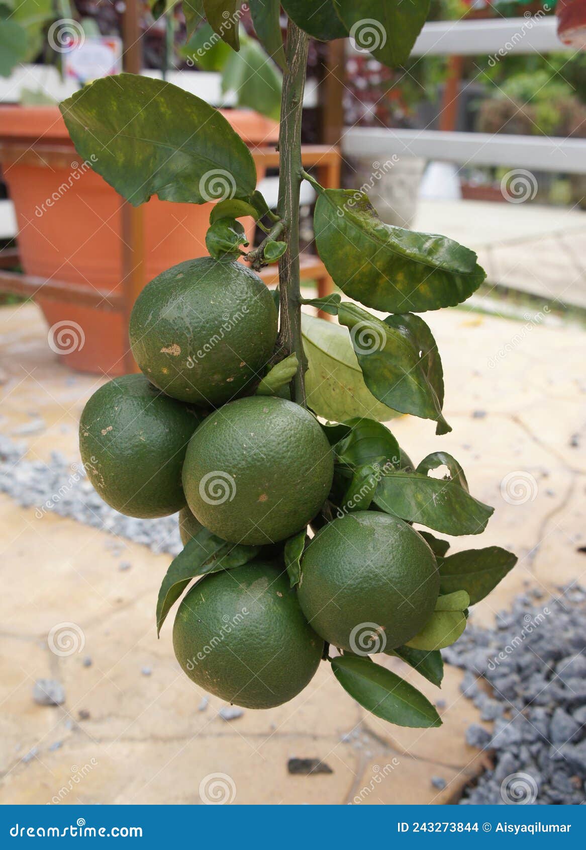 Citrus Grandis. stock photo. Image of color, freshness 243273844