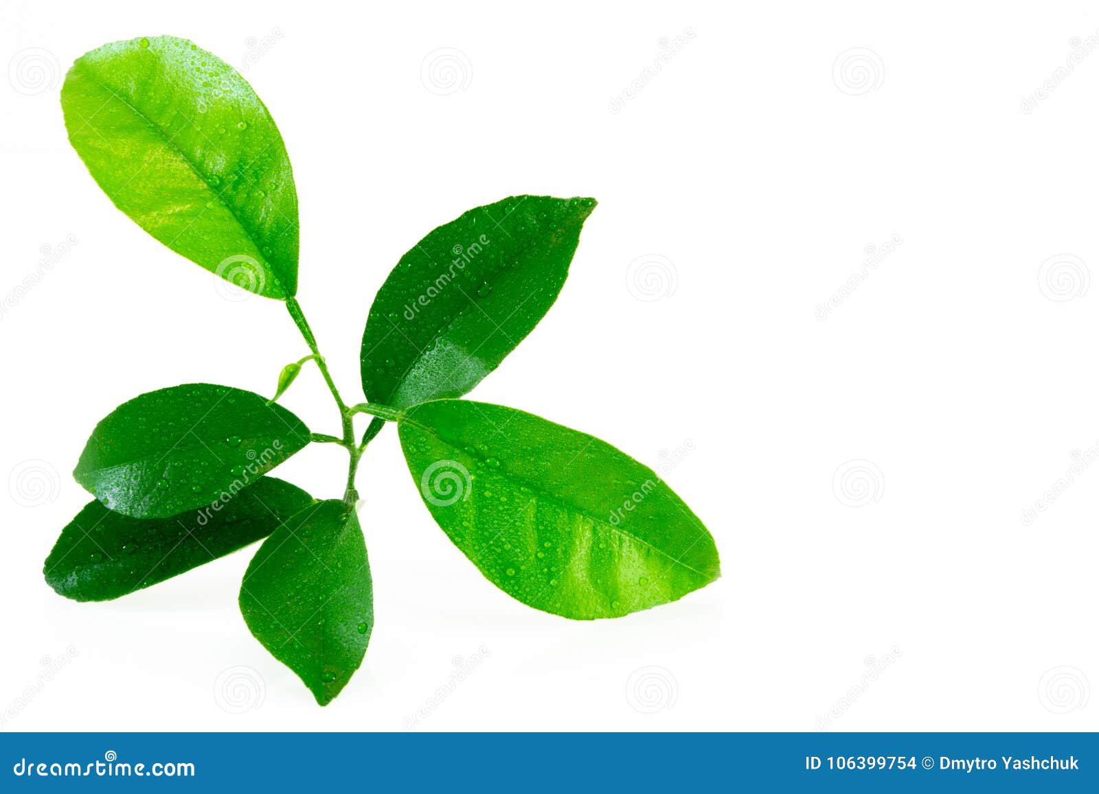 citrus leaves with drops  on a white background. collection. full depth of field.