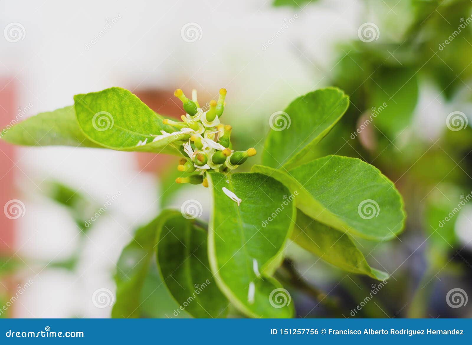 Citrus Limon, the Lemon Tree, is a Small Perennial Fruit Tree.. Stock