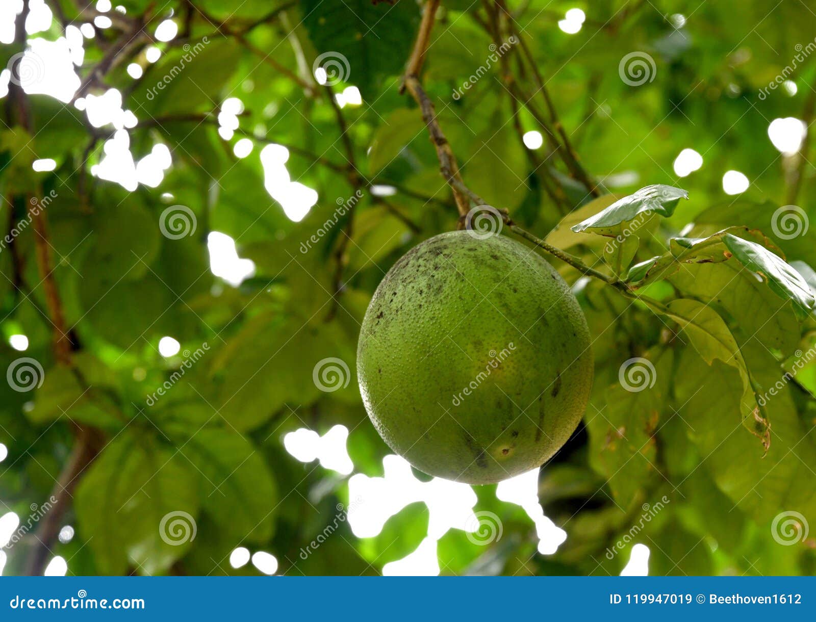 citrus maxima fruit