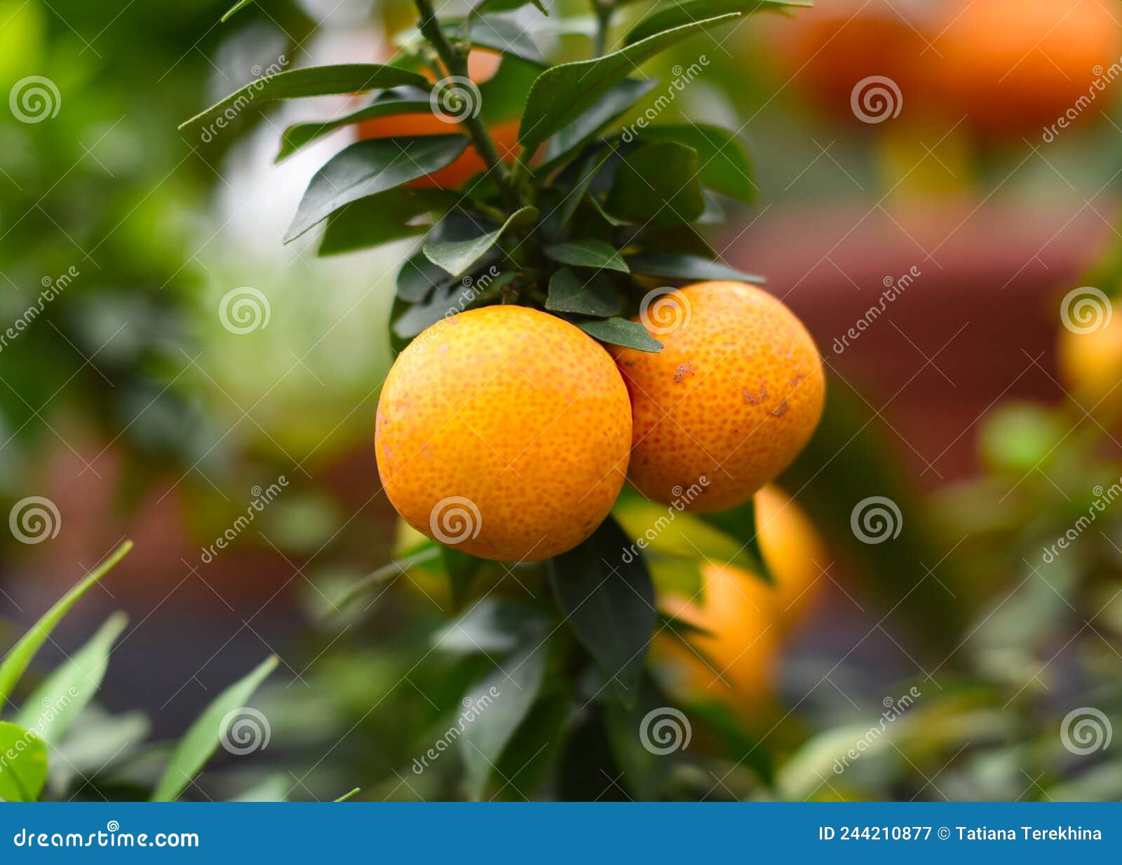 Citrus Myrtifolia Chinotto Or Myrtle leaved Orange Tree Close Up citrus-myrtifolia-chinotto-or-myrtle-leaved-orange-tree-close-up