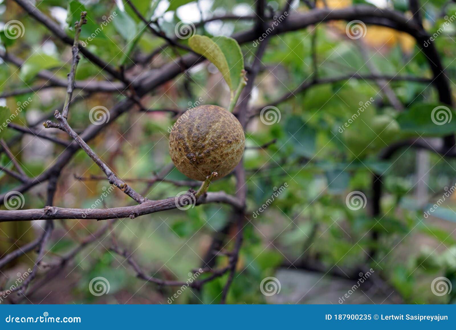citrus rust mite infestation on lme fruit