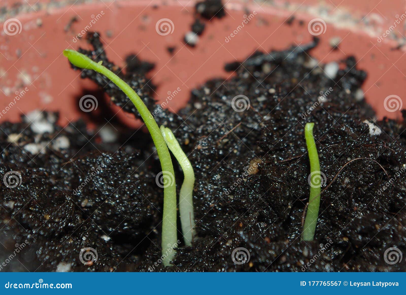 Citrus Seeds Sprouting, Potted Stock Image Image of green, baby