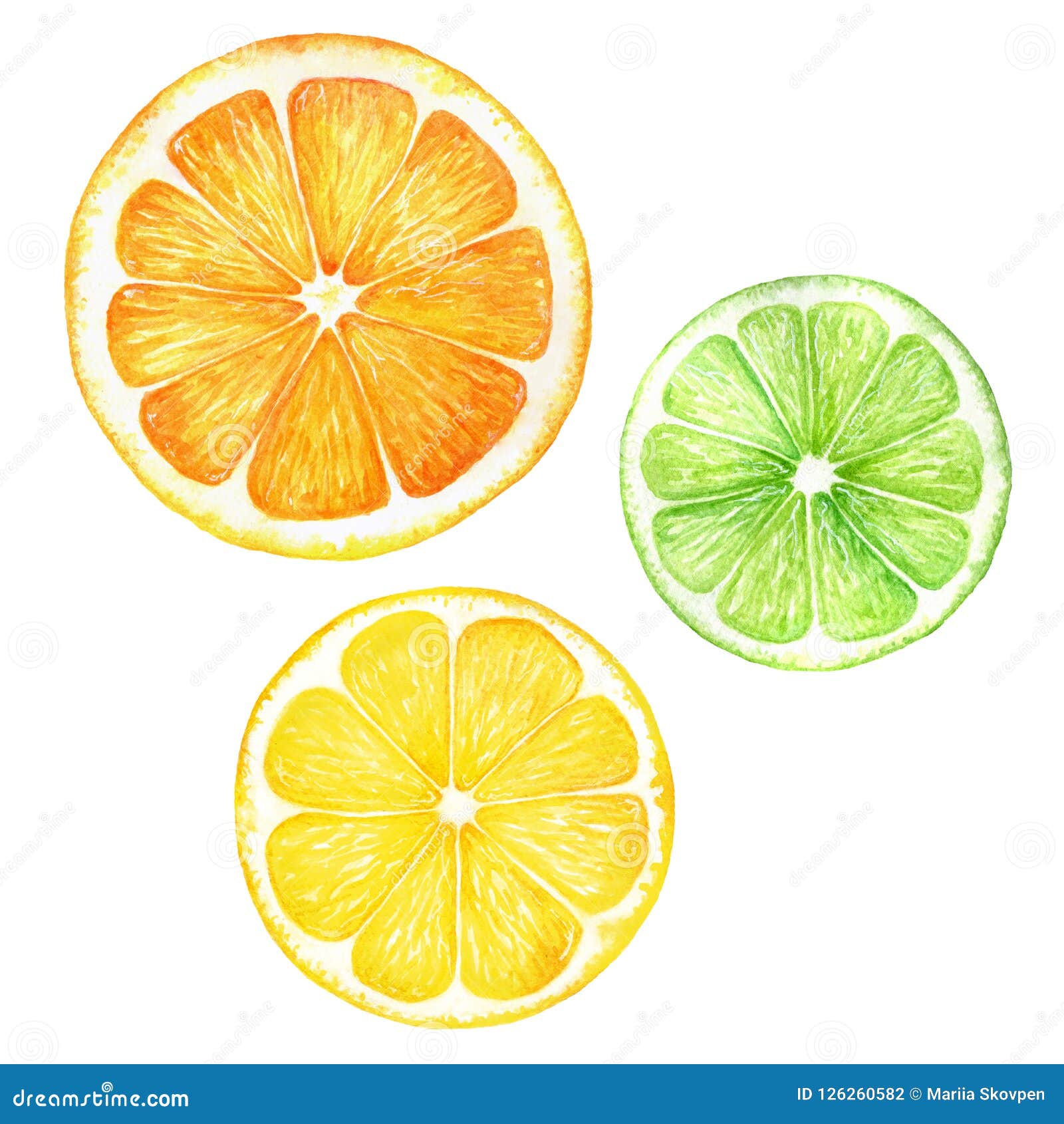 Citrus Slice Fruits Watercolor Hand Drawn Illustration. Orange, Lemon ...