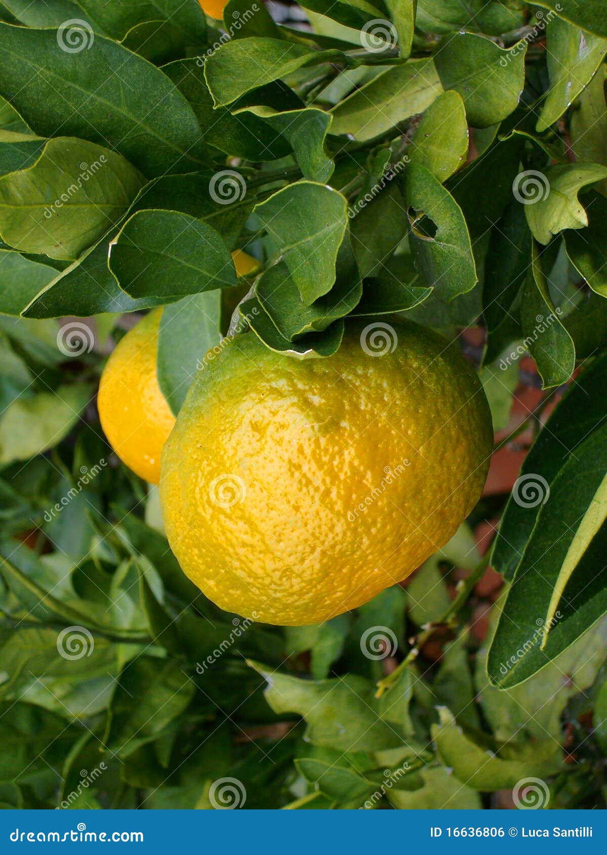 Citrus tree stock photo. Image of lime, food, garden 16636806