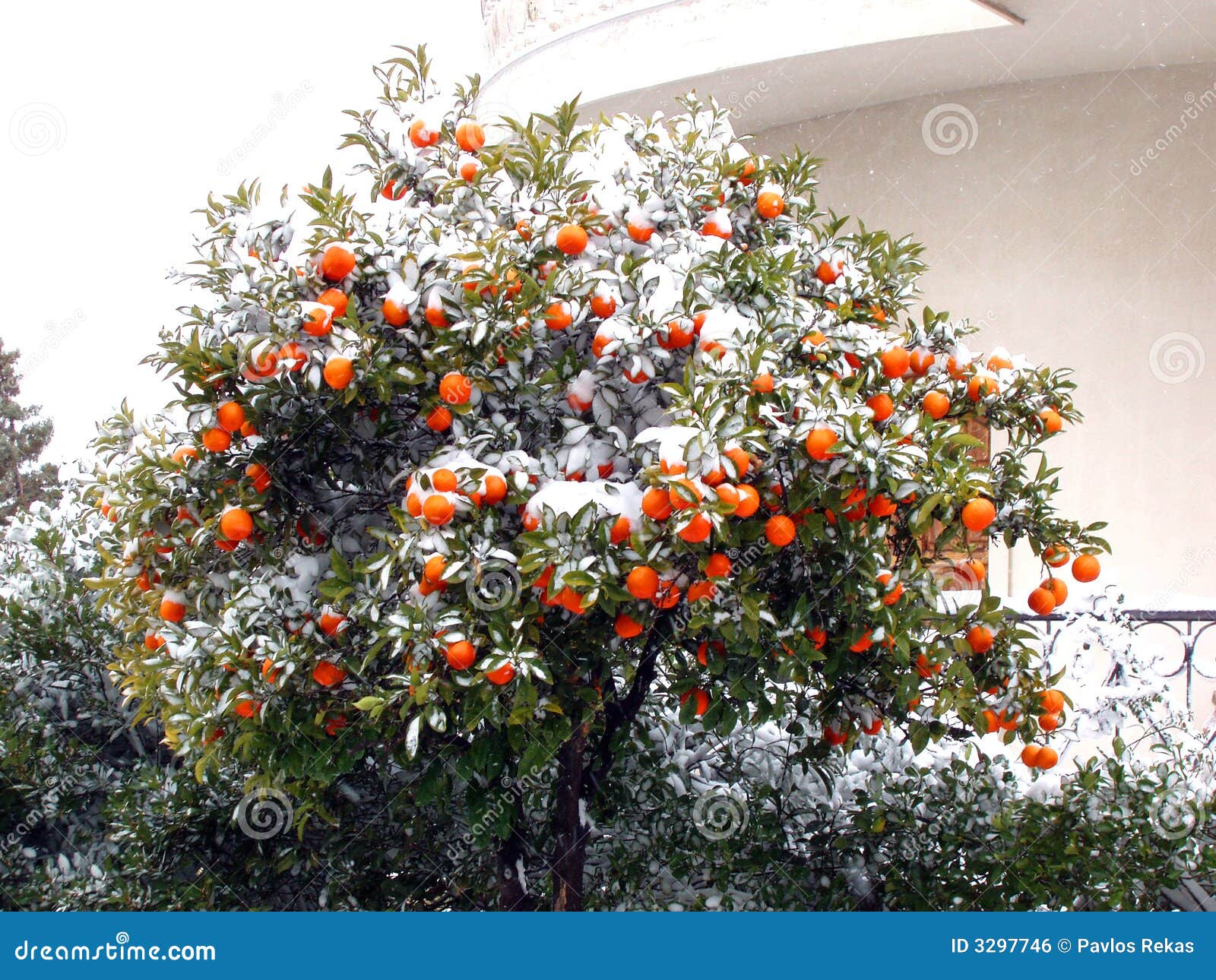 Citrus Tree Covered in Snow Stock Photo Image of athens