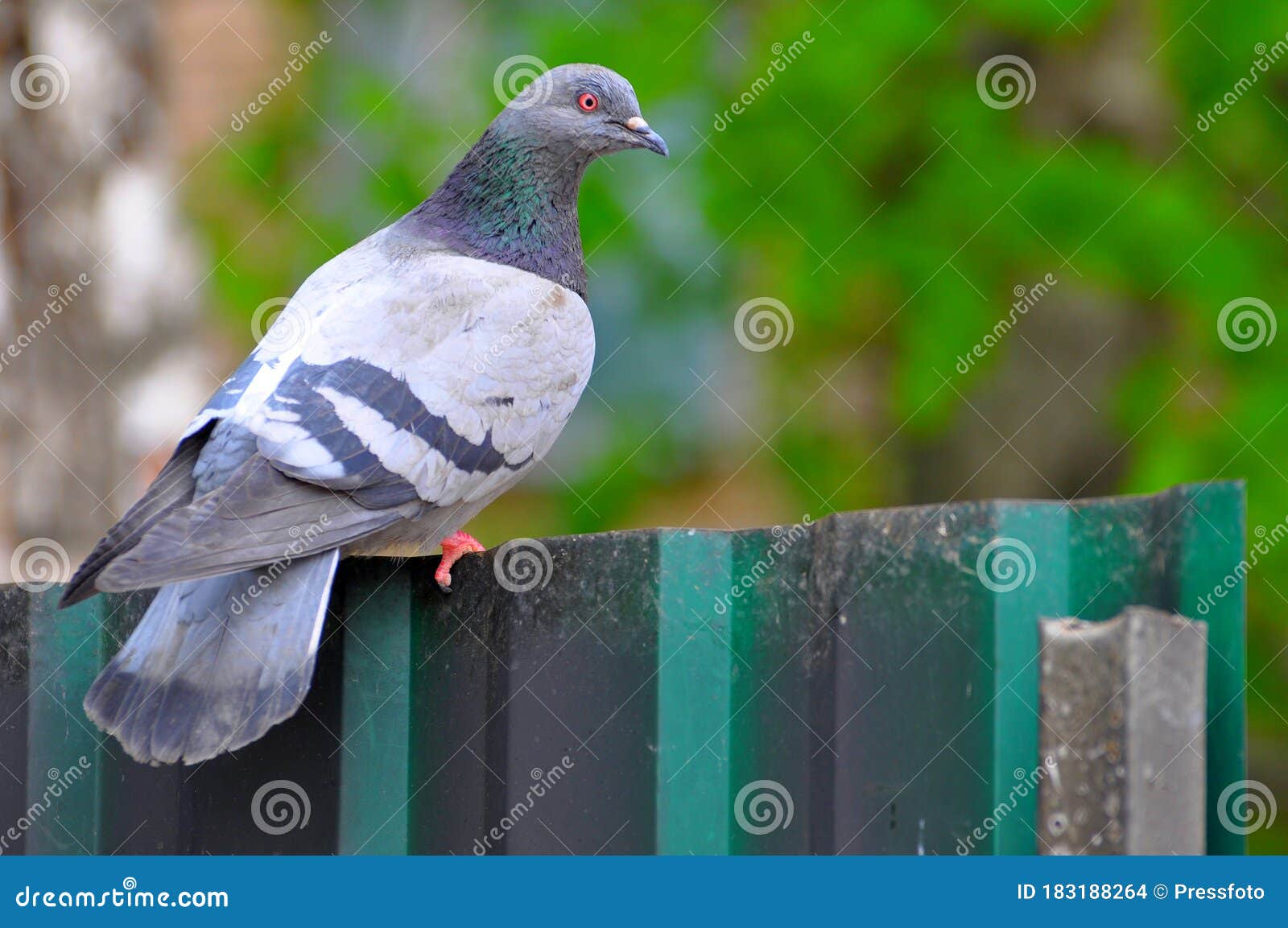 City Pigeons Hungry Looking for Food Stock Photo Biology Diagrams