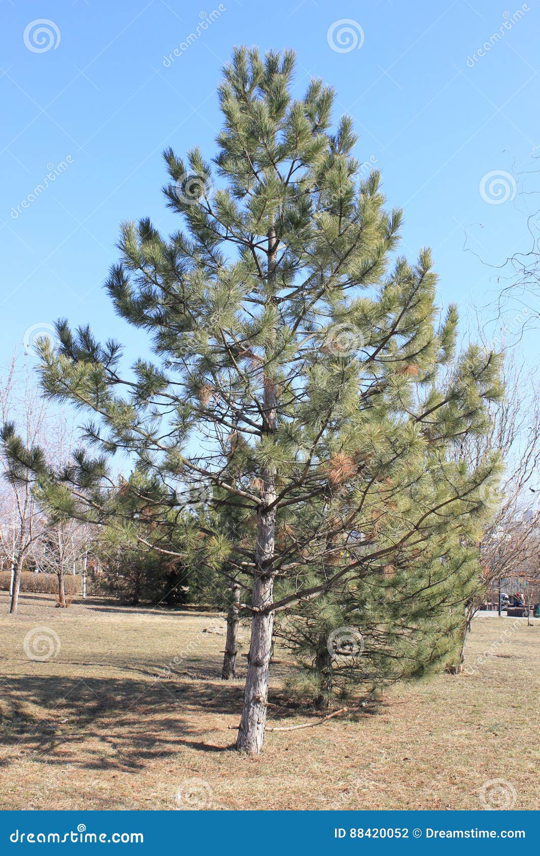 The City Christmas Tree Spruce Tree Stock Photo Image of leaves