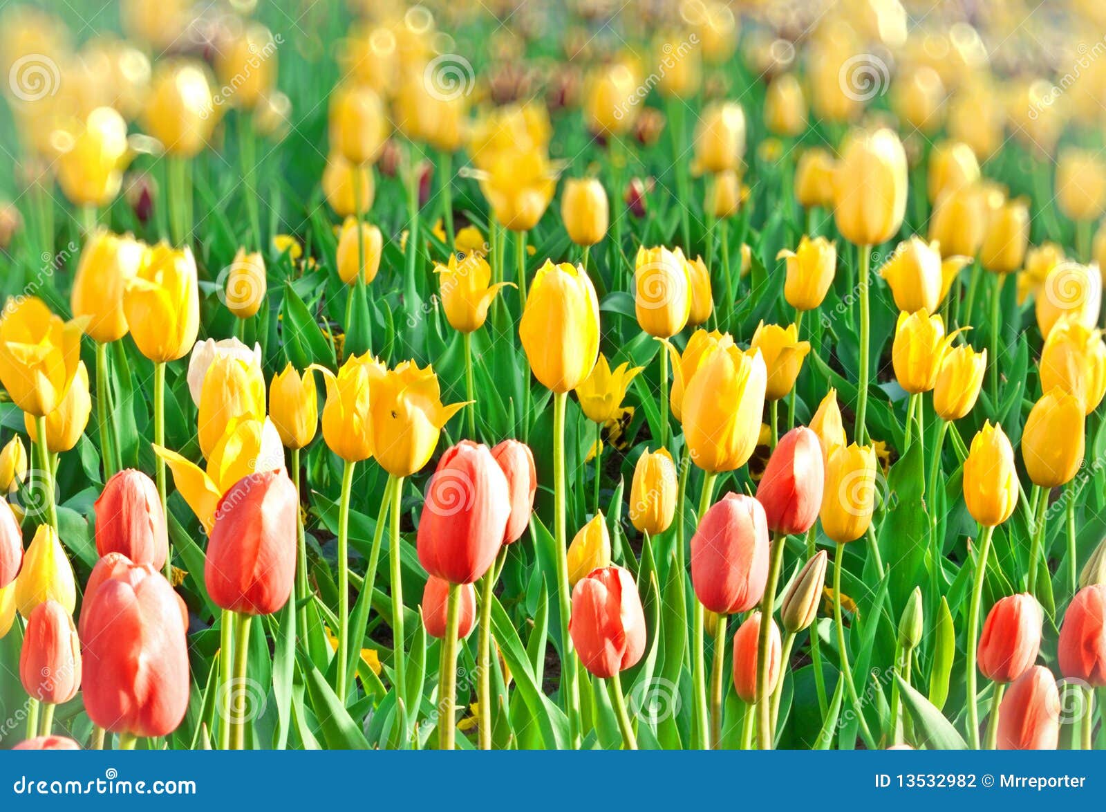 City flowers. stock photo. Image of assortment, flowers 13532982