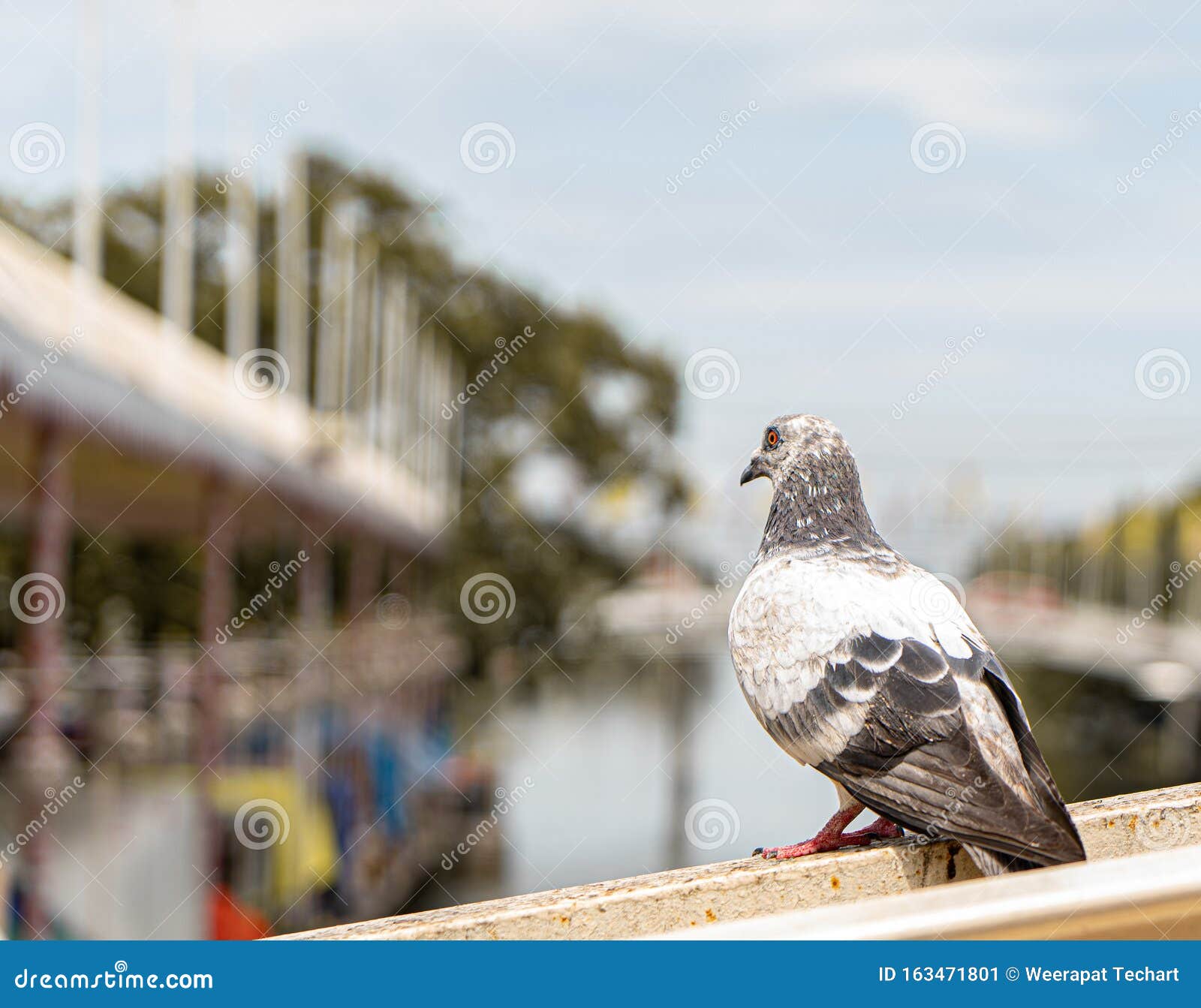 City Pigeon.Alone Pigeon is in the City Stock Image Image of nature